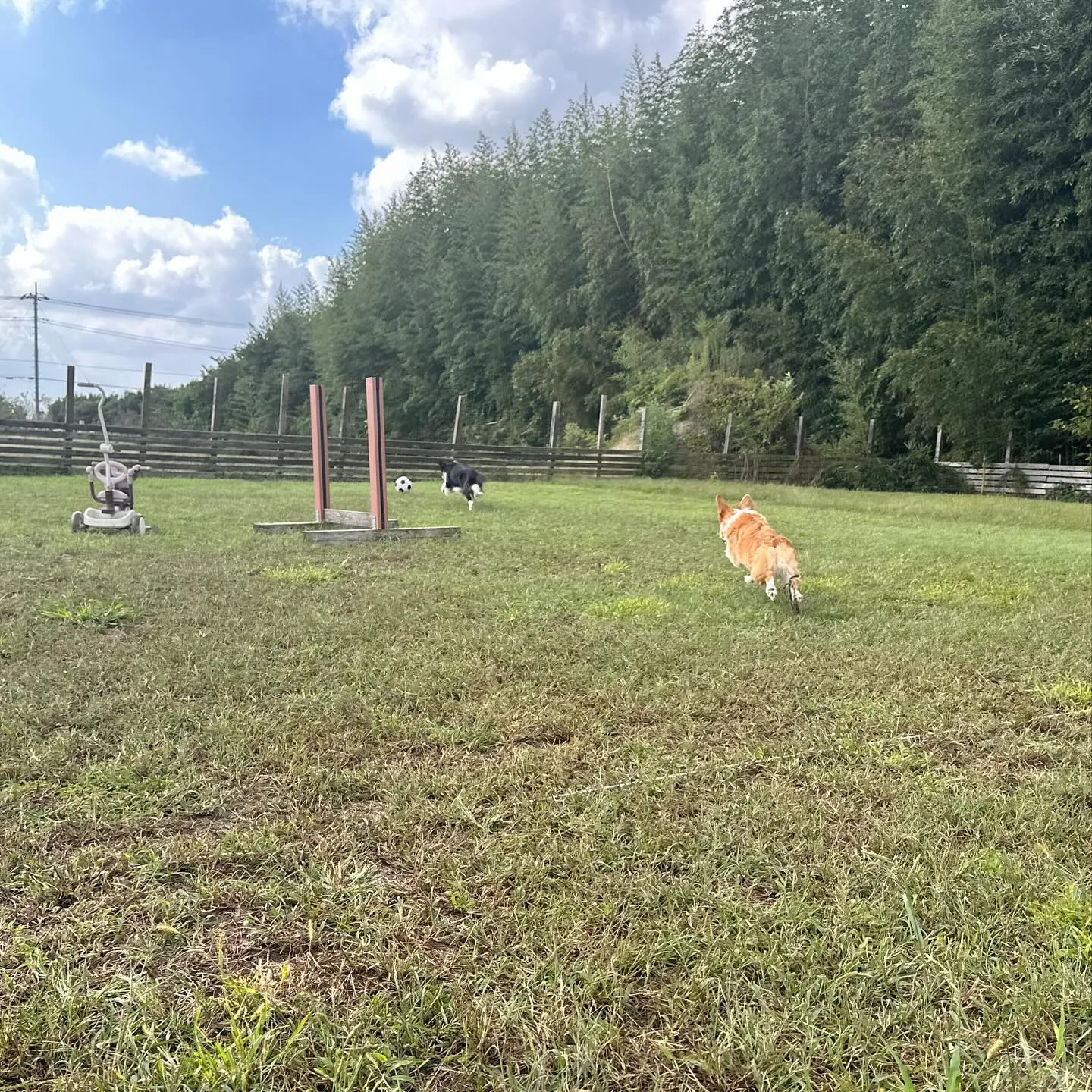 遊びに来てくれたわんこ🐕♬