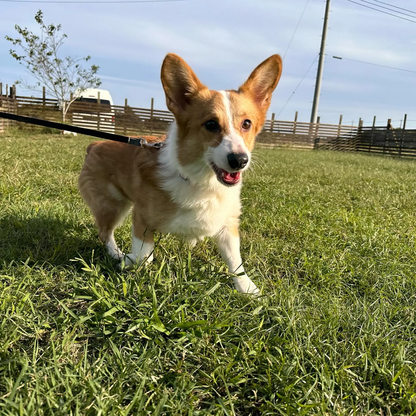 遊びに来てくれたわんこ🐕♬