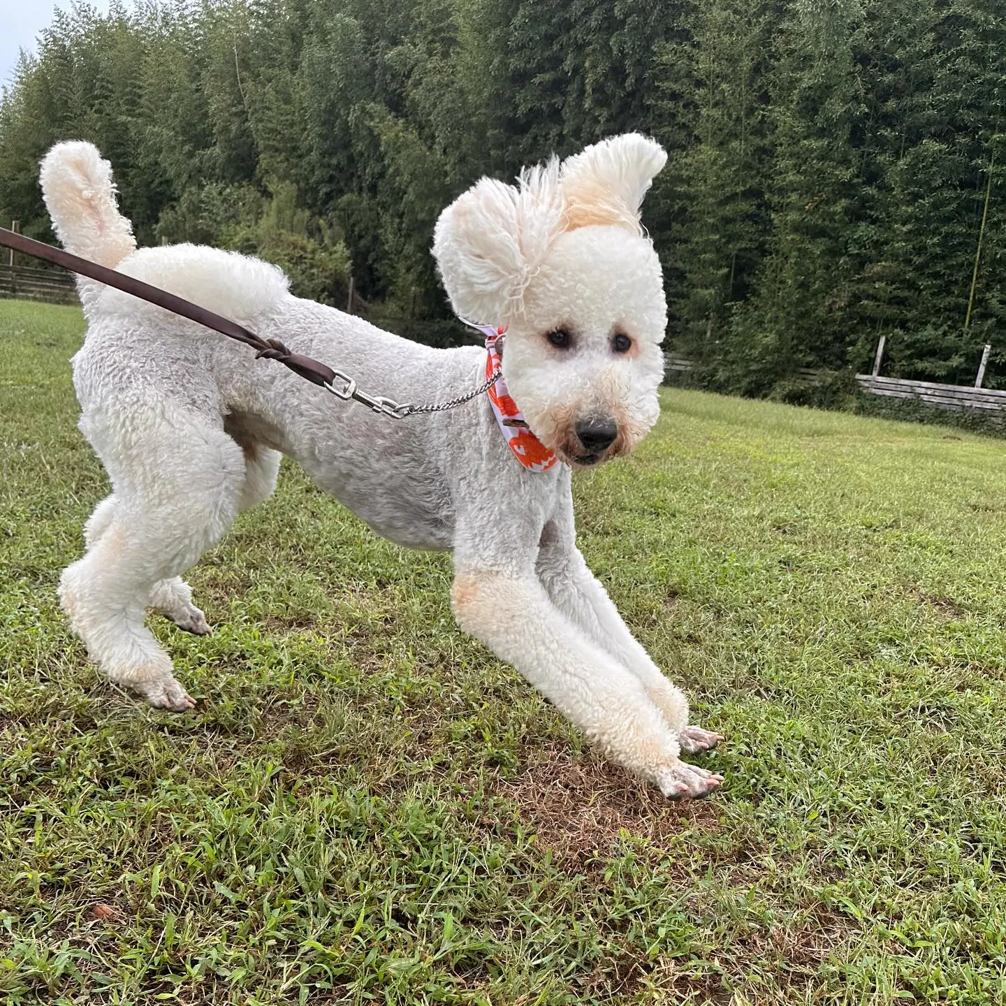 遊びに来てくれた子達🐕♬