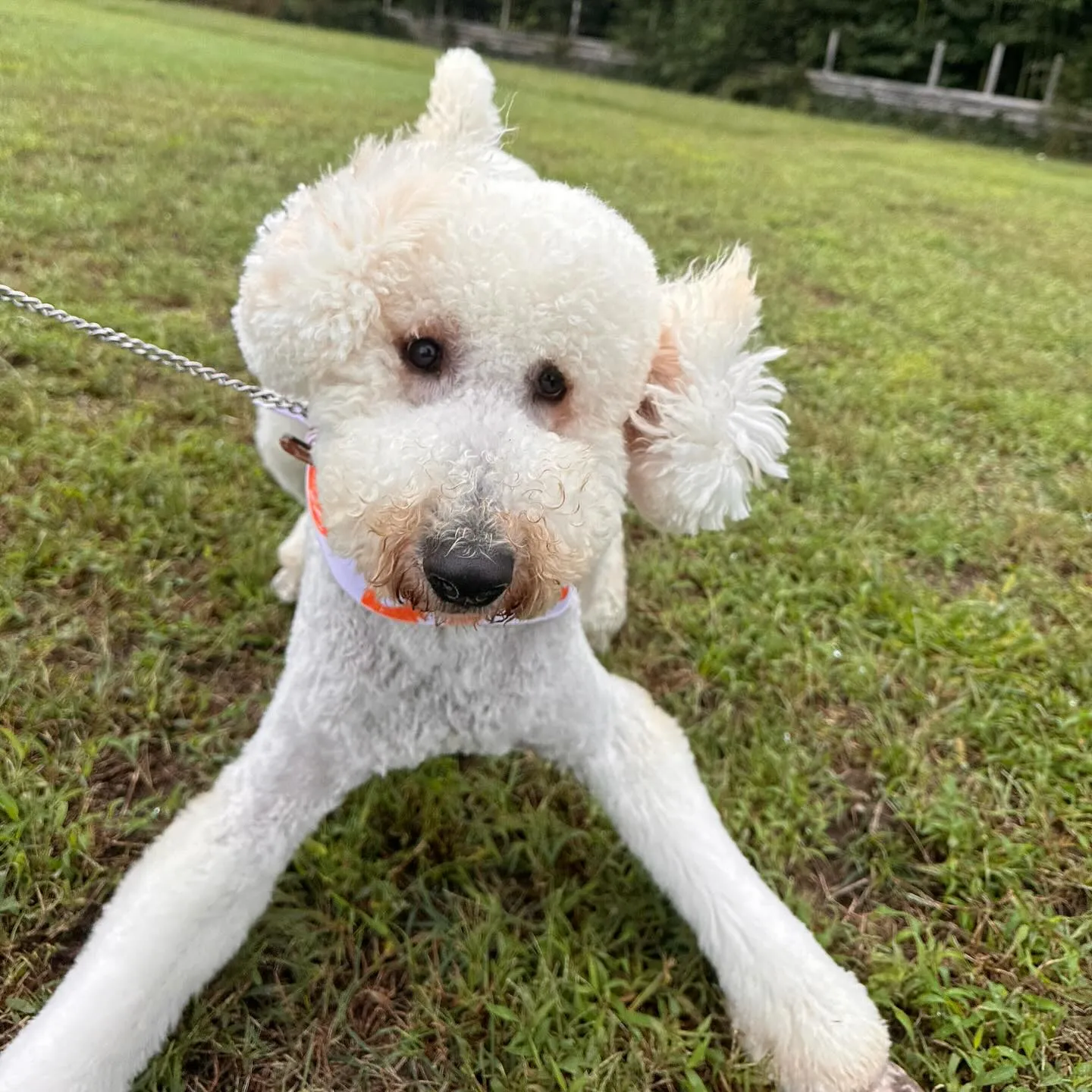 遊びに来てくれた子達🐕♬