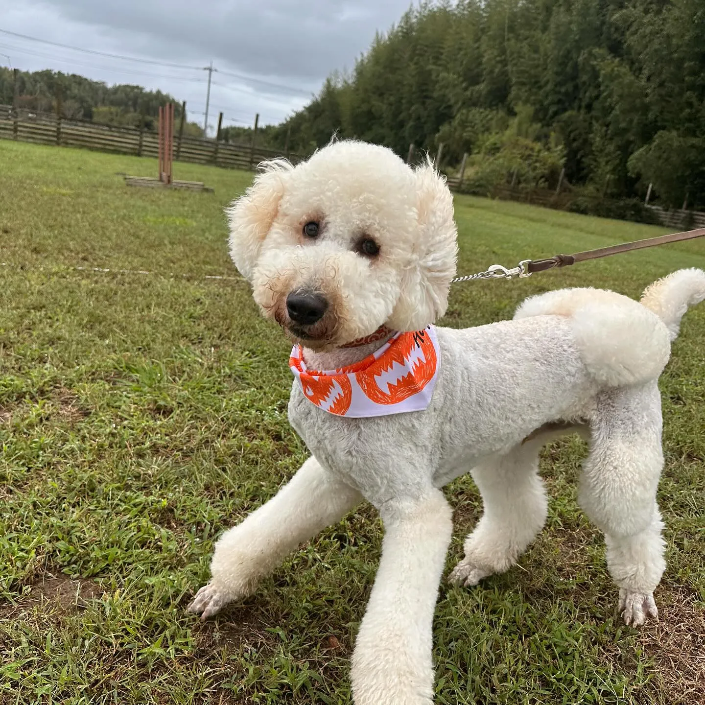 遊びに来てくれた子達🐕♬