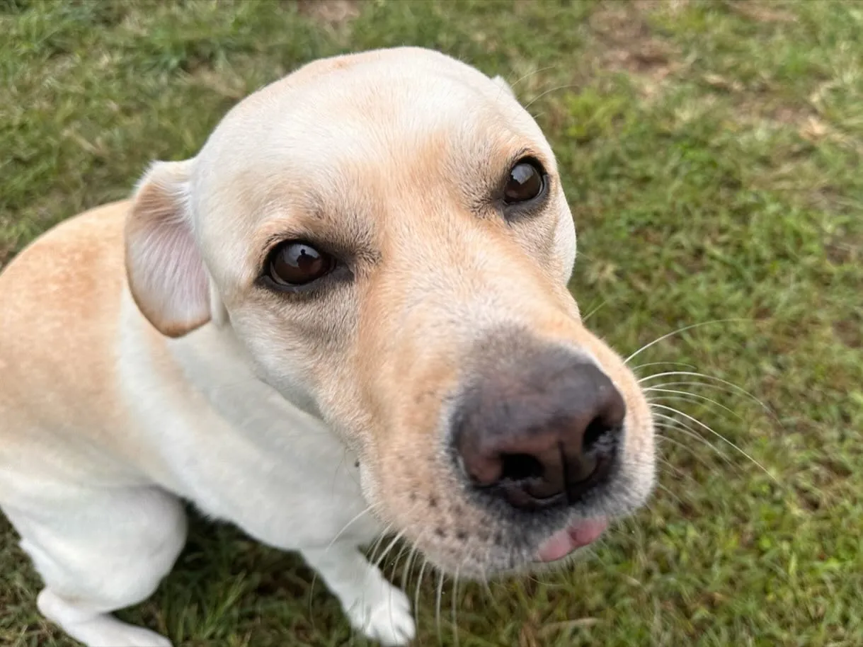 遊びに来てくれた子達🐕♬