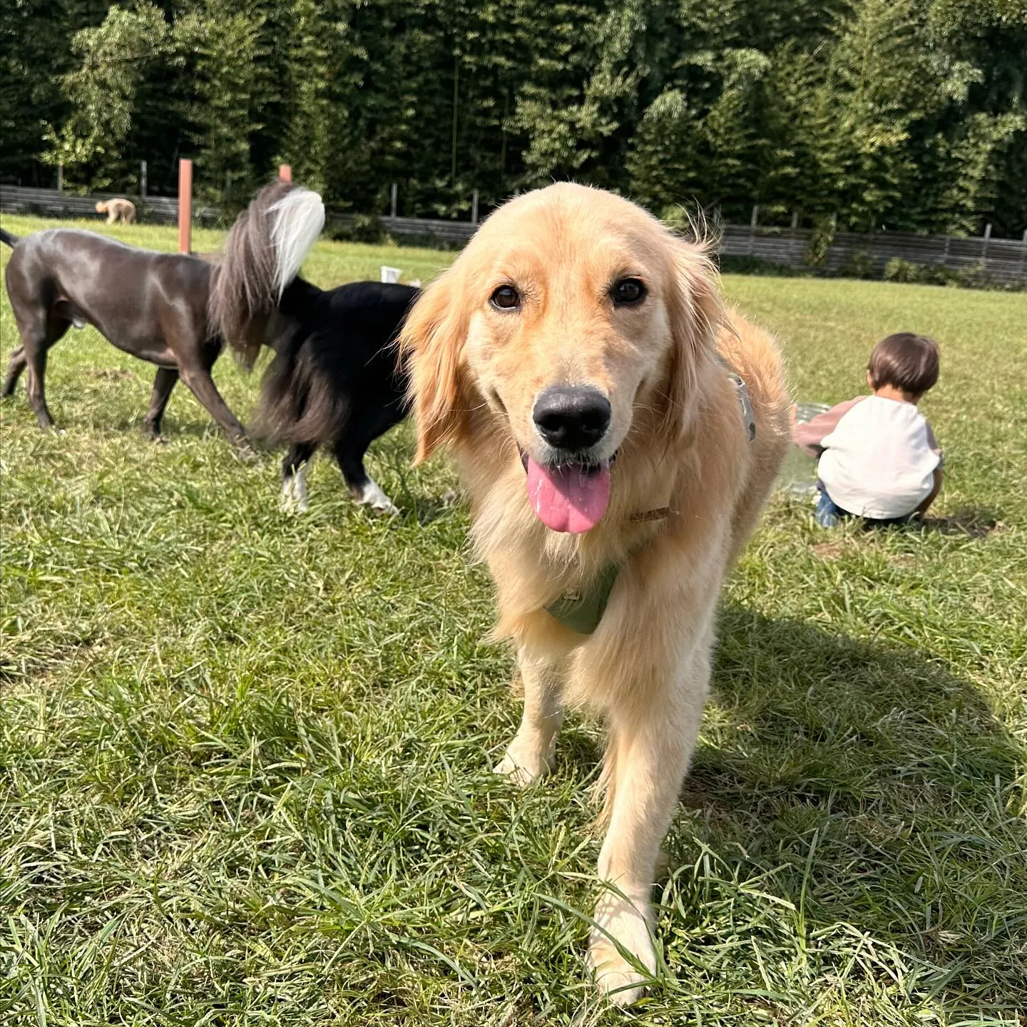 遊びに来てくれた子達🐕♬