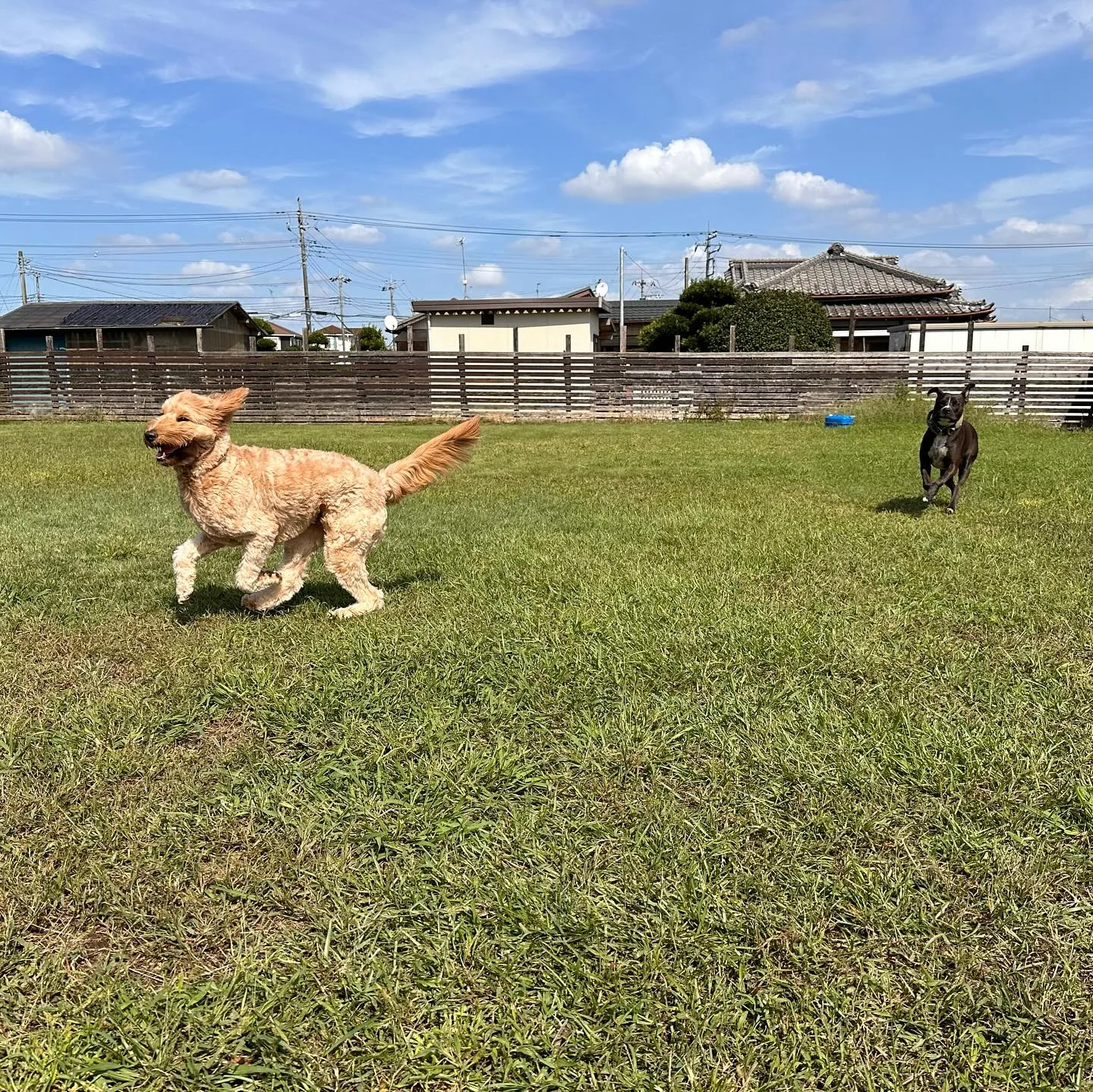 遊びに来てくれた子達🐕♬