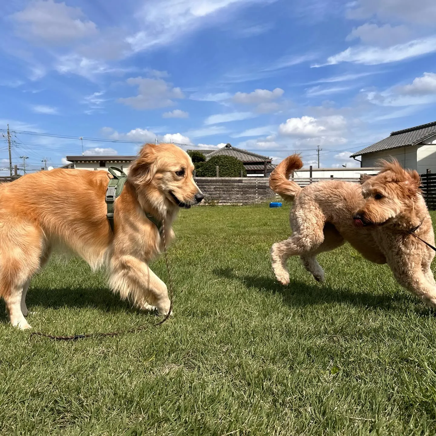 遊びに来てくれた子達🐕♬