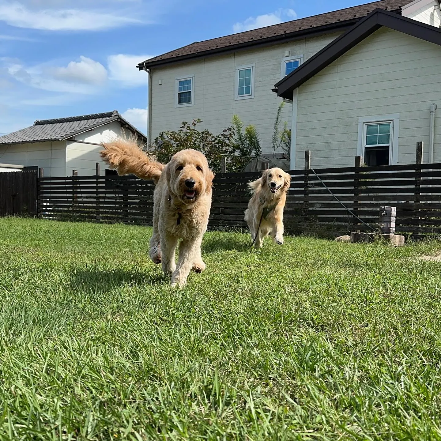 遊びに来てくれた子達🐕♬