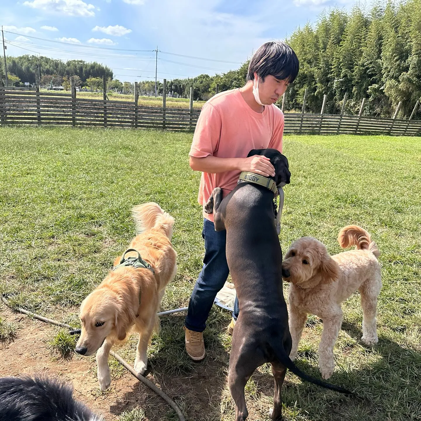 遊びに来てくれた子達🐕♬