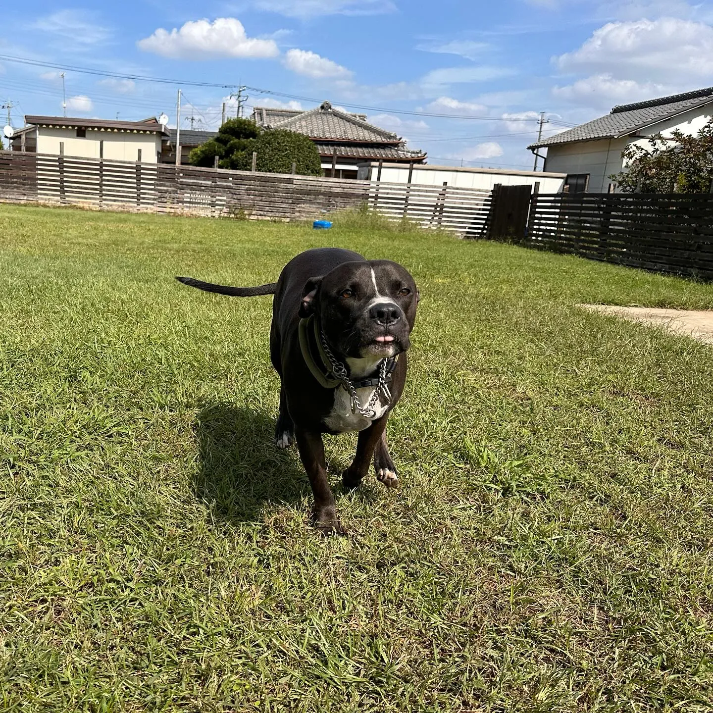 遊びに来てくれた子達🐕♬