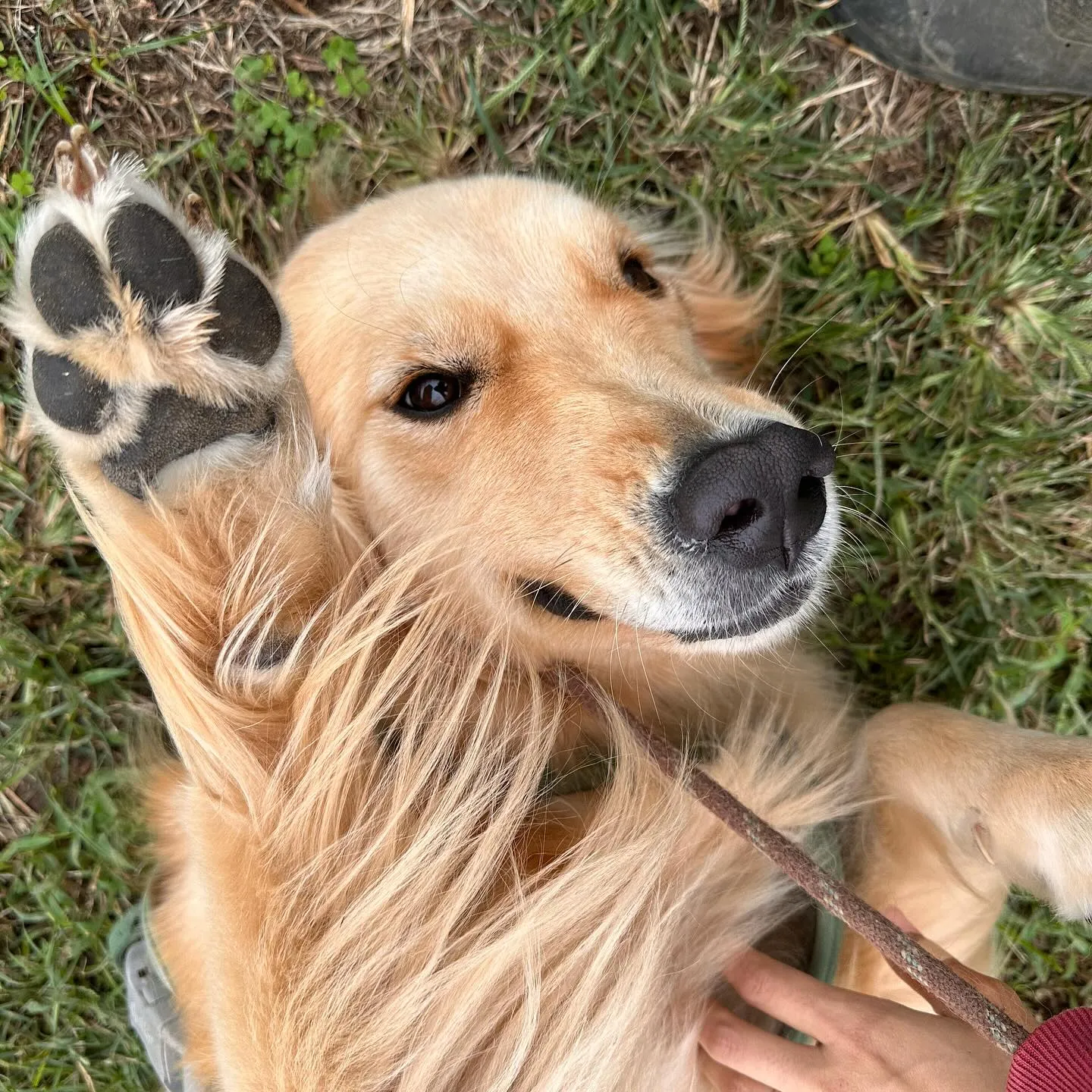 遊びに来てくれた子達🐕♬