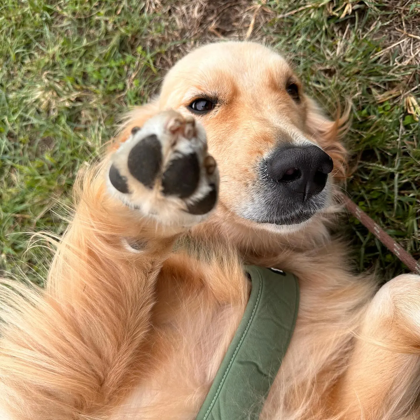 遊びに来てくれた子達🐕♬