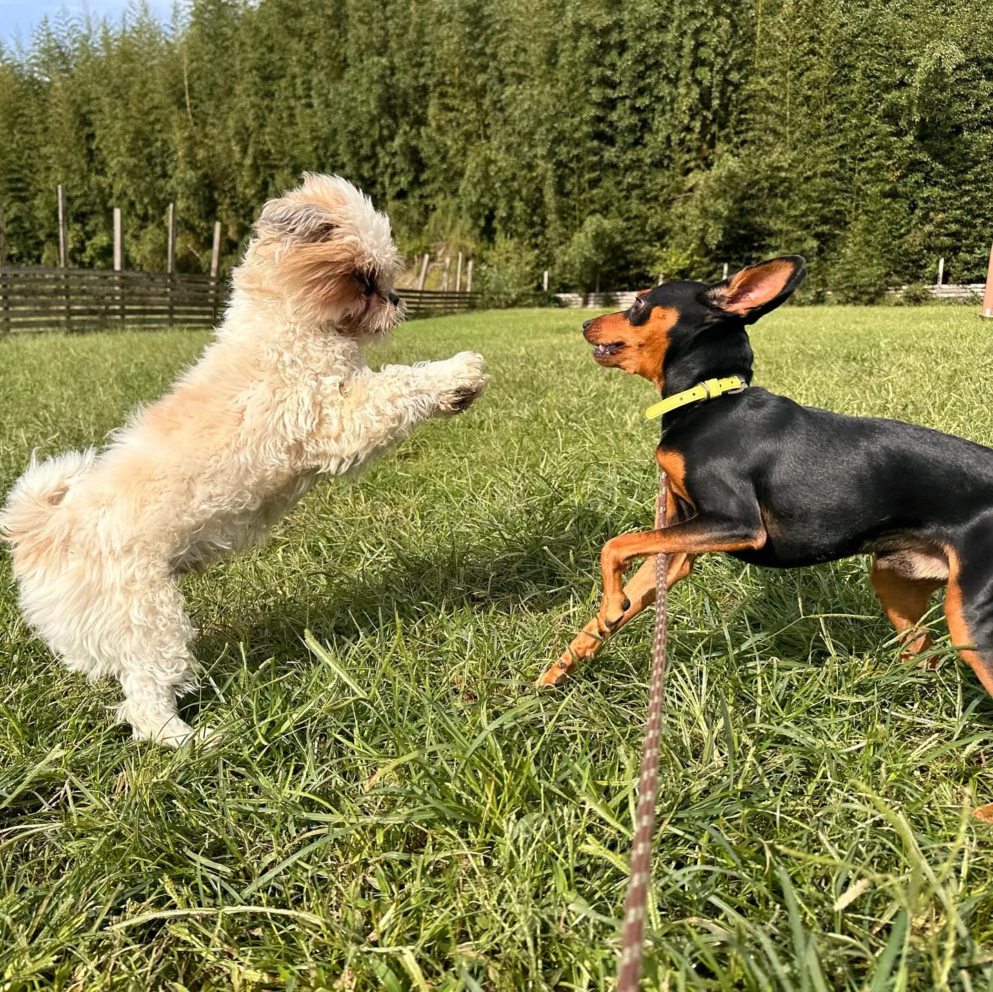 遊びに来てくれた子達🐕♬