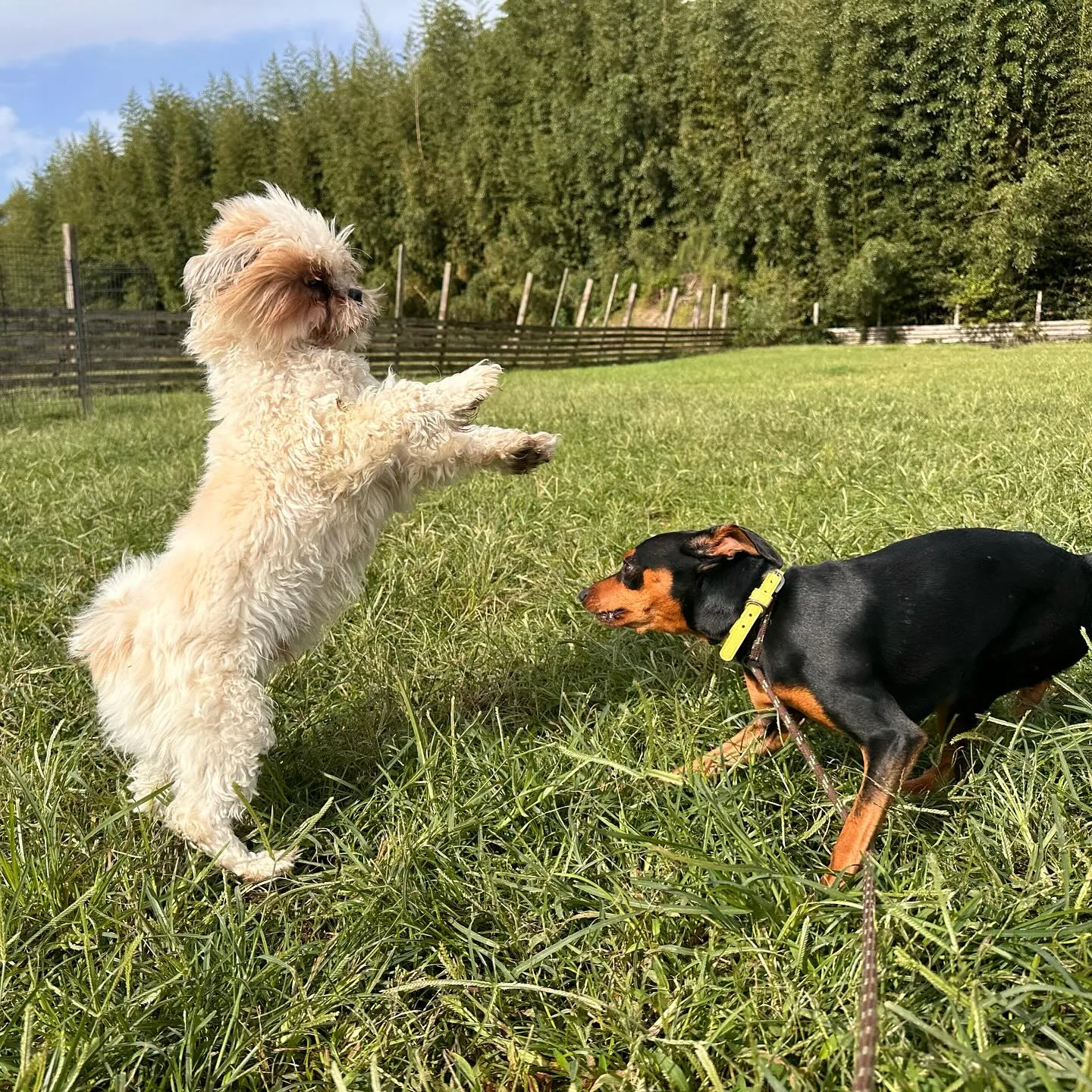 遊びに来てくれた子達🐕♬