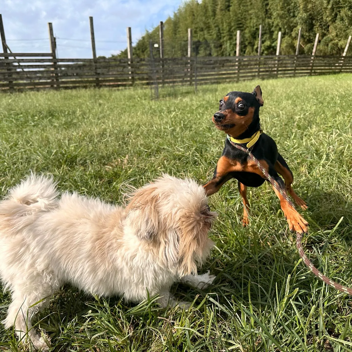 遊びに来てくれた子達🐕♬