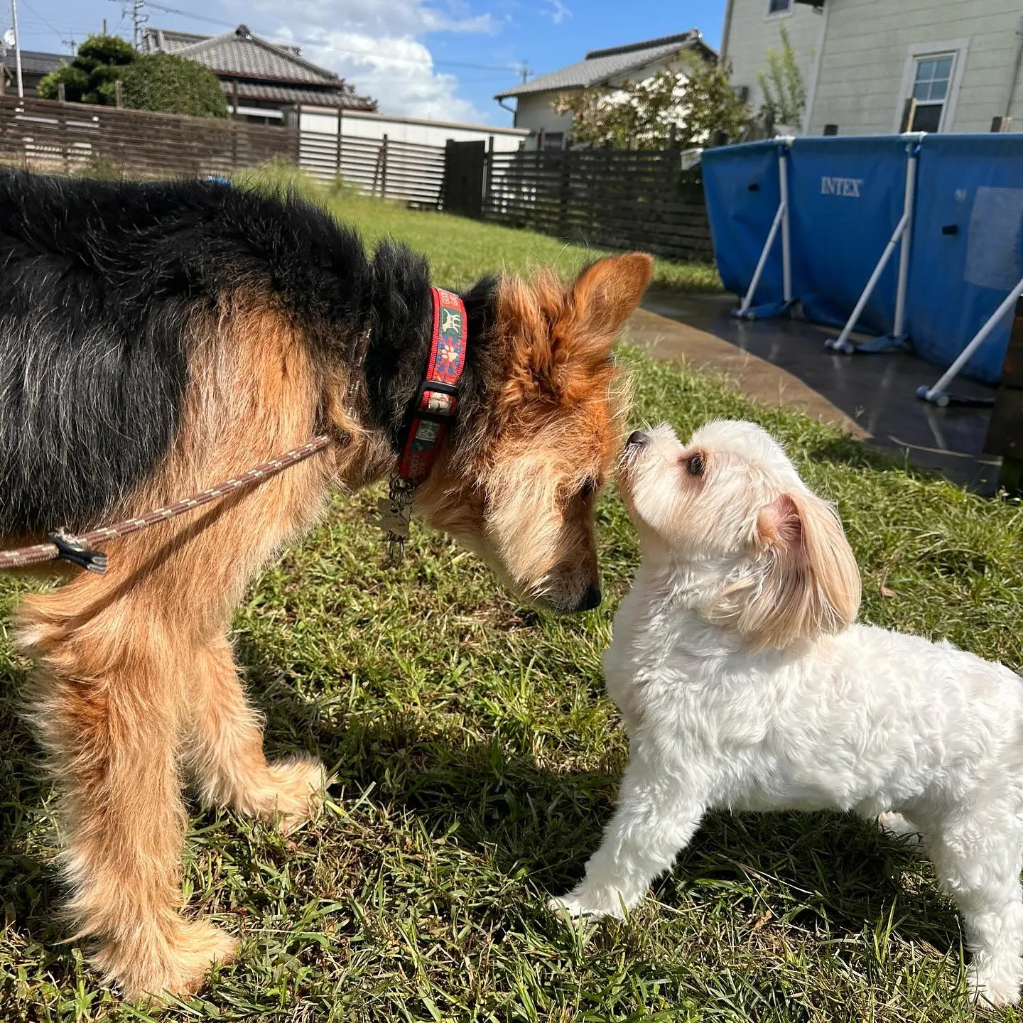 遊びに来てくれた子達🐕♬