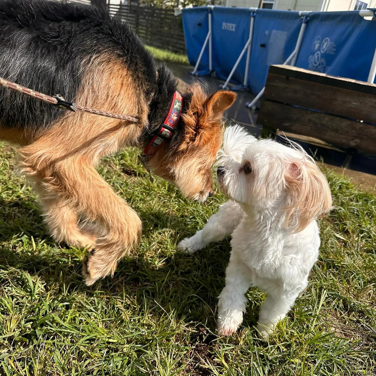 遊びに来てくれた子達🐕♬