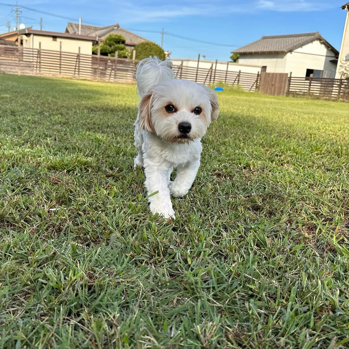 遊びに来てくれた子達🐕♬