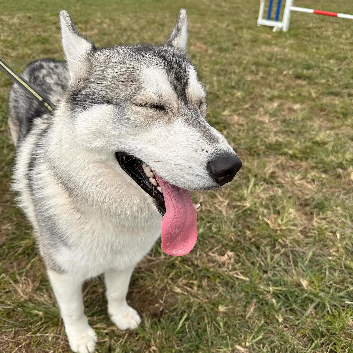 遊びに来てくれた子達🐕♬