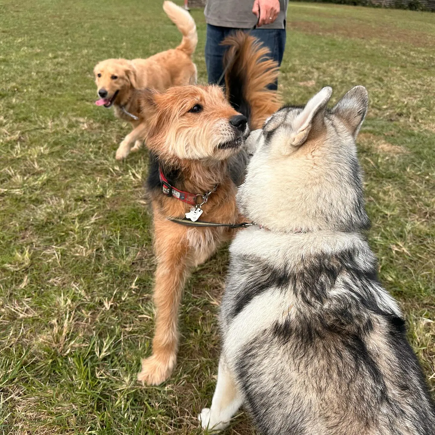 遊びに来てくれた子達🐕♬