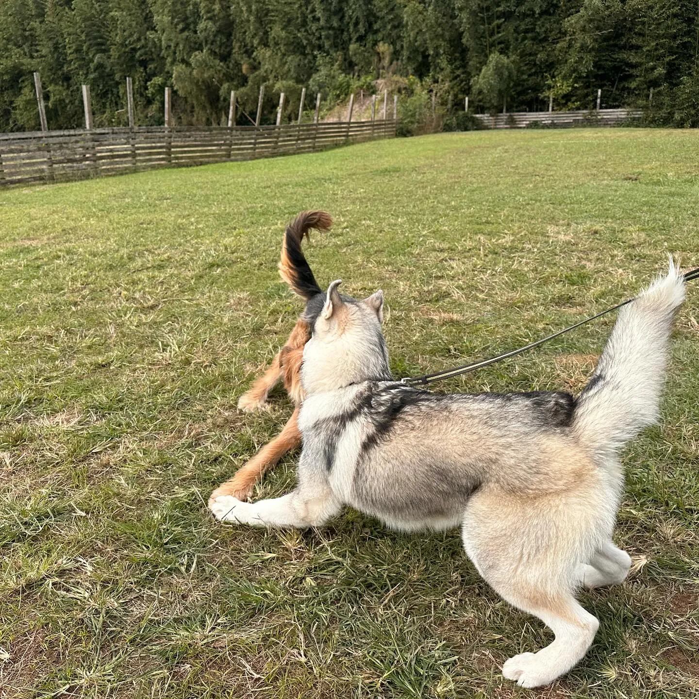 遊びに来てくれた子達🐕♬