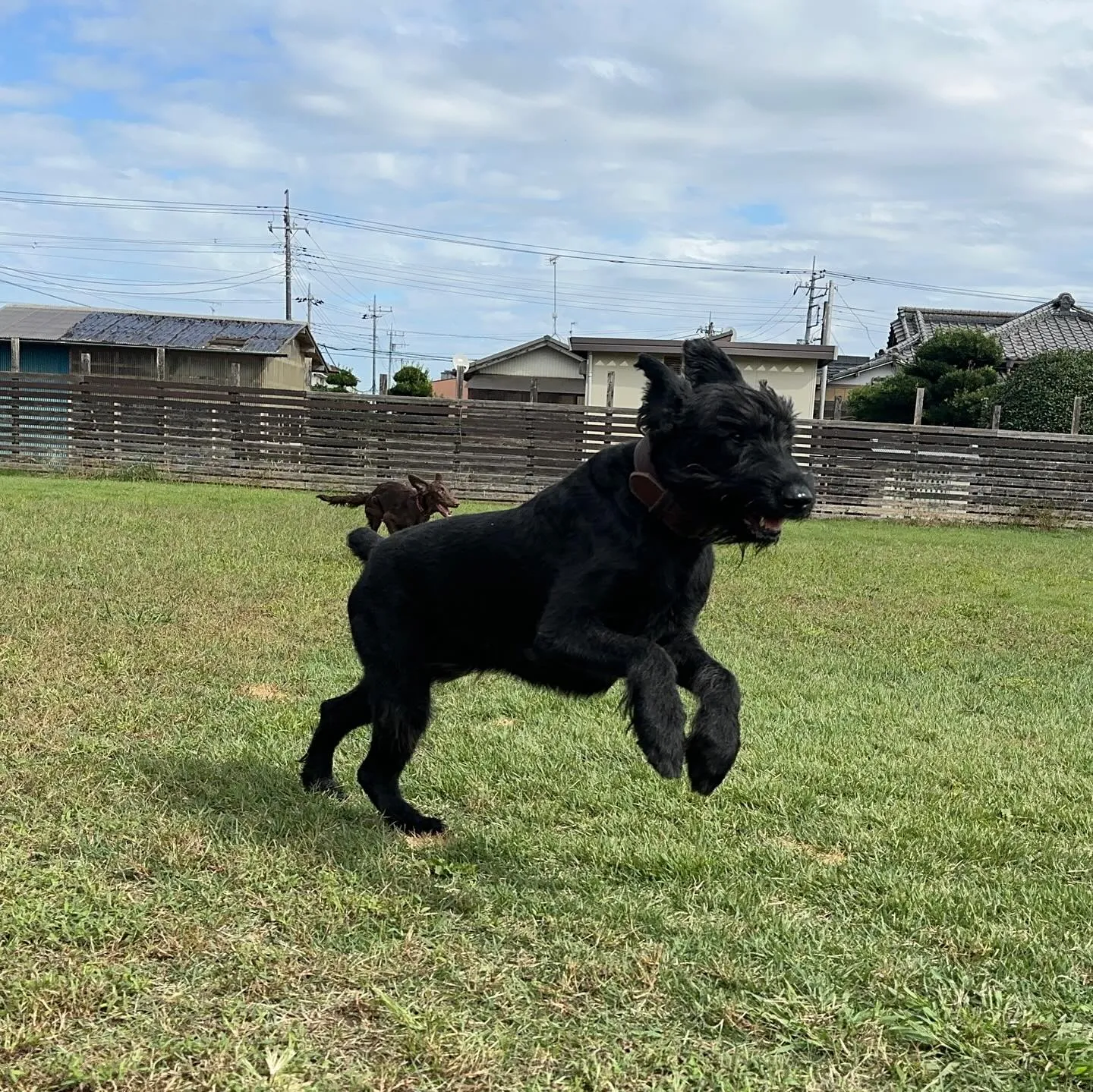 遊びに来てくれた子達🐕♬