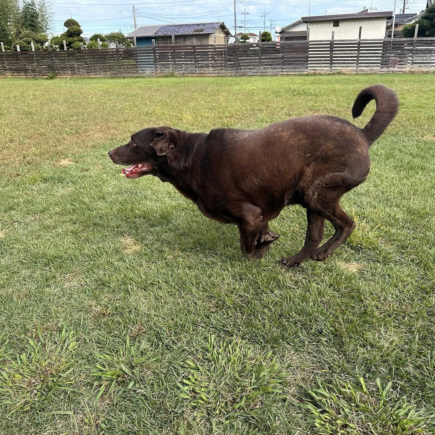 遊びに来てくれた子達🐕♬