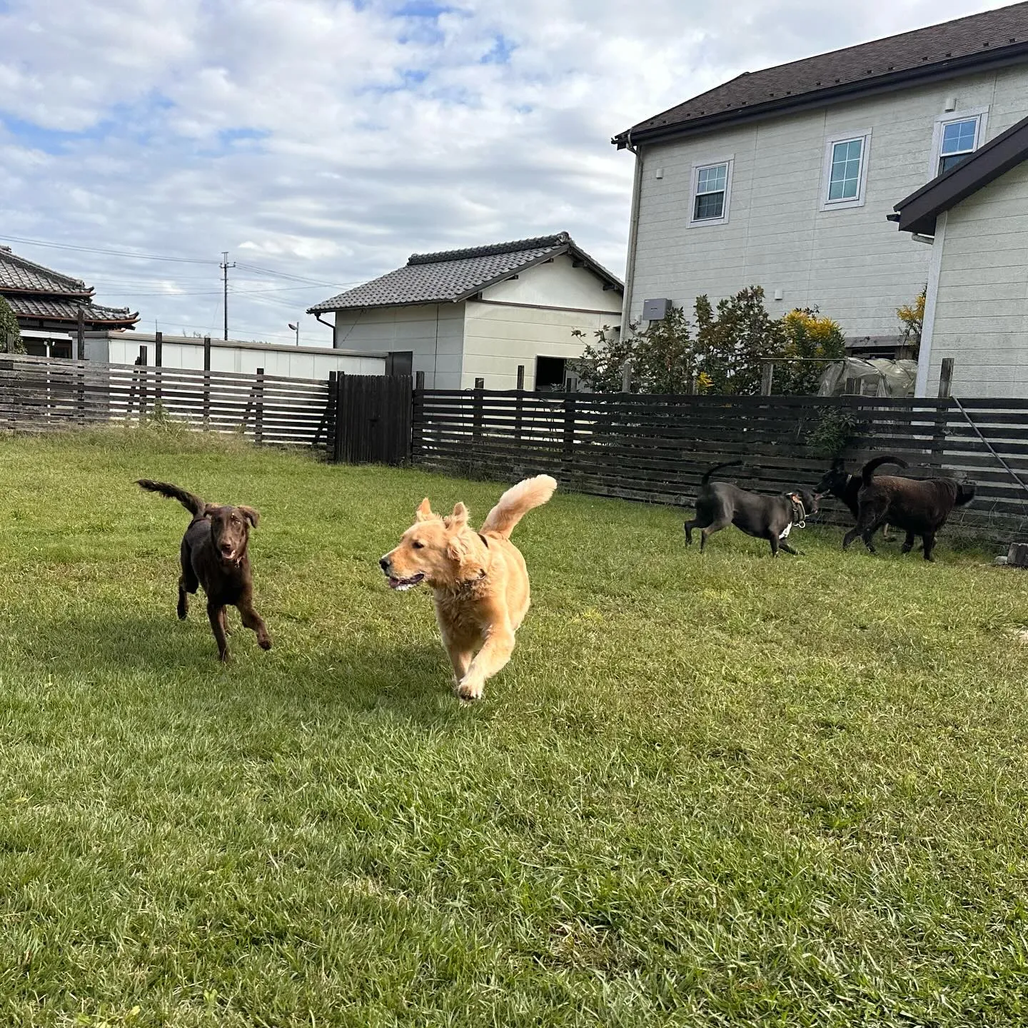 遊びに来てくれた子達🐕♬