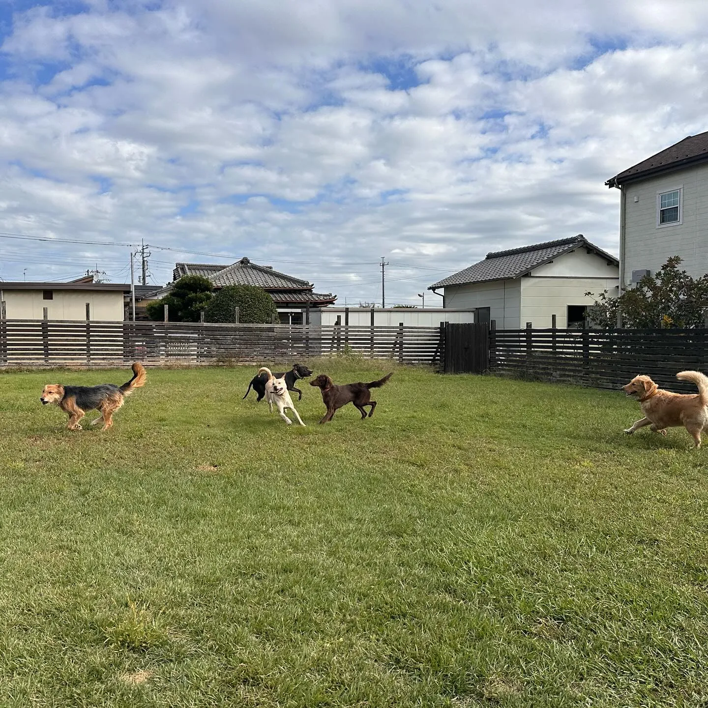 遊びに来てくれた子達🐕♬