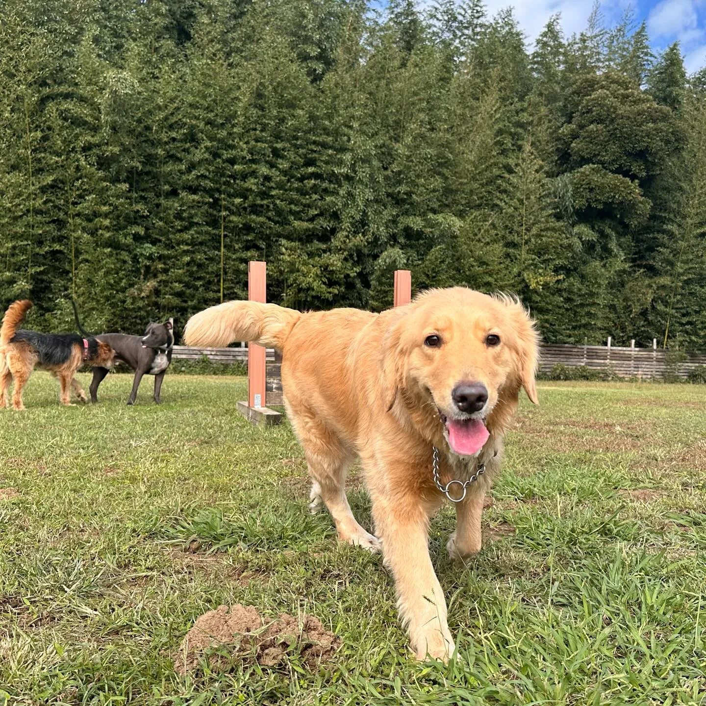 遊びに来てくれた子達🐕♬