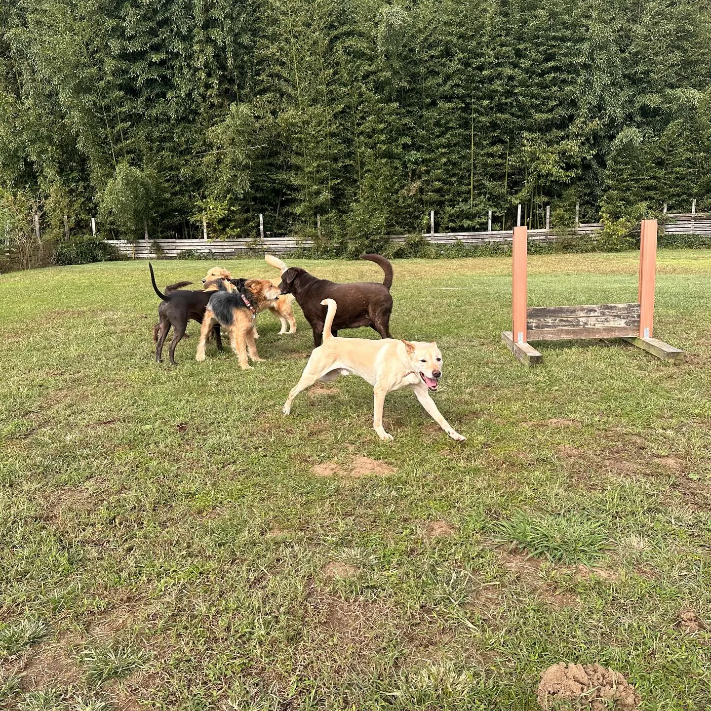 遊びに来てくれた子達🐕♬