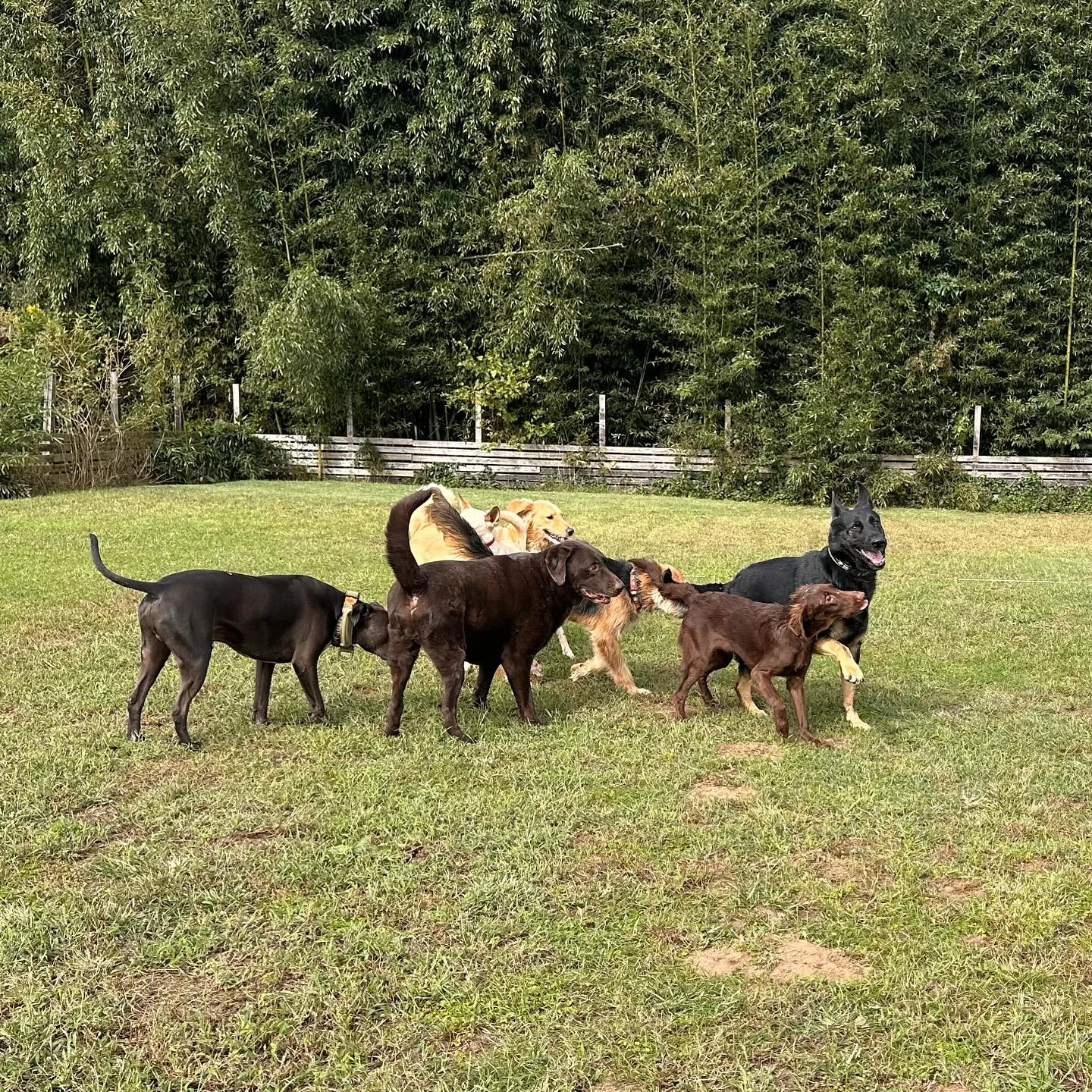 みんなでわちゃわちゃ🐕🐕🐕〜続き〜