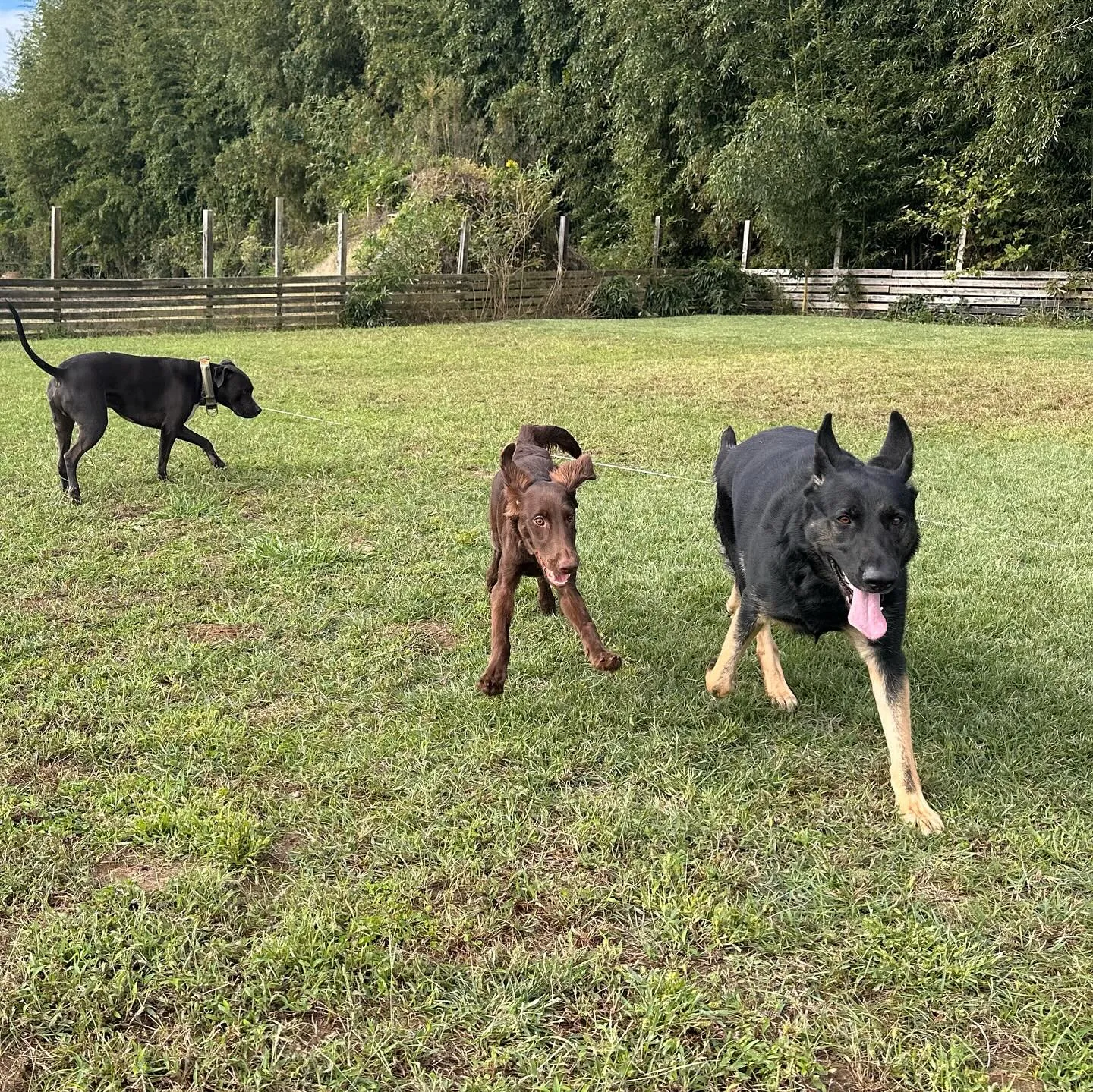 みんなでわちゃわちゃ🐕🐕🐕〜続き〜