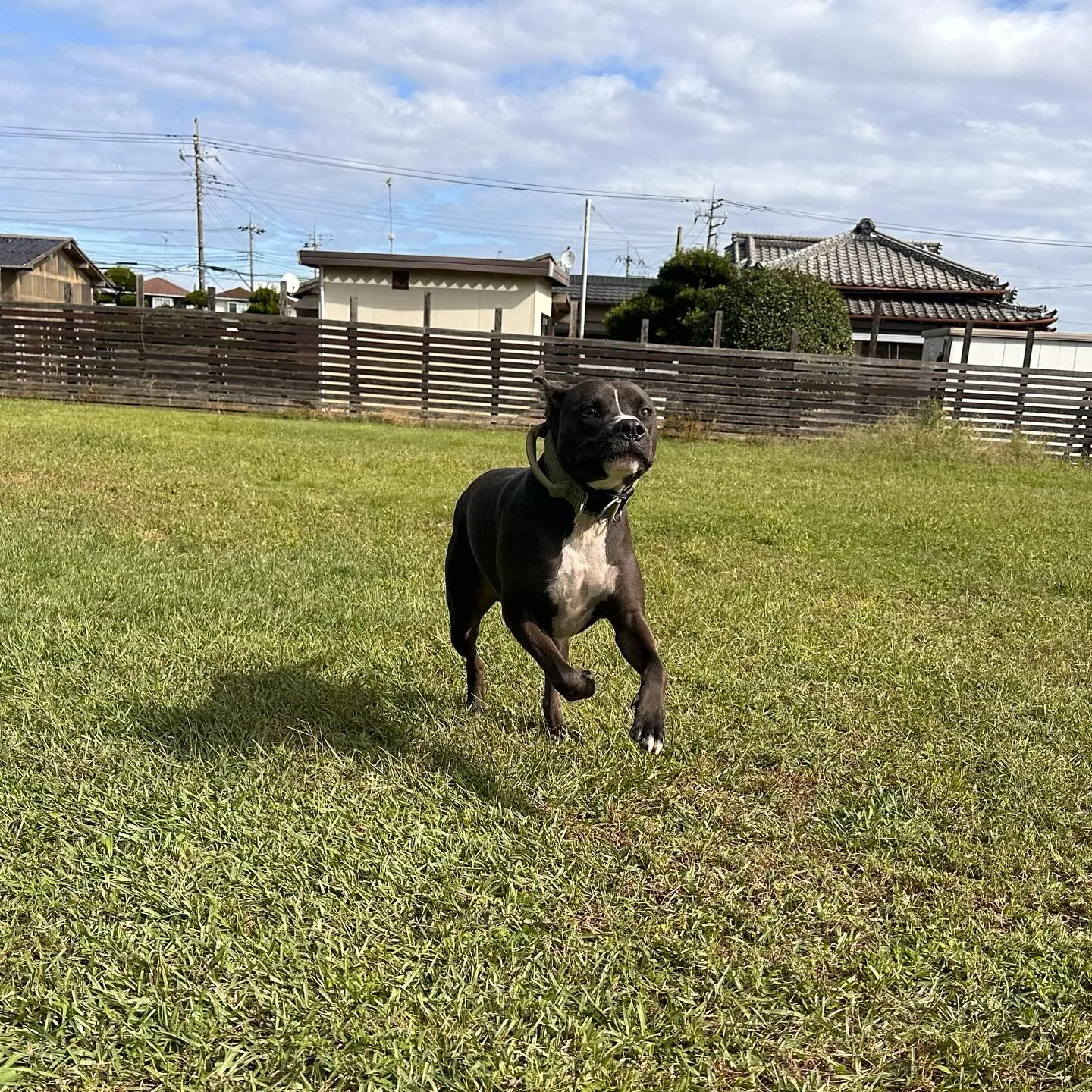 みんなでわちゃわちゃ🐕🐕🐕〜続き〜