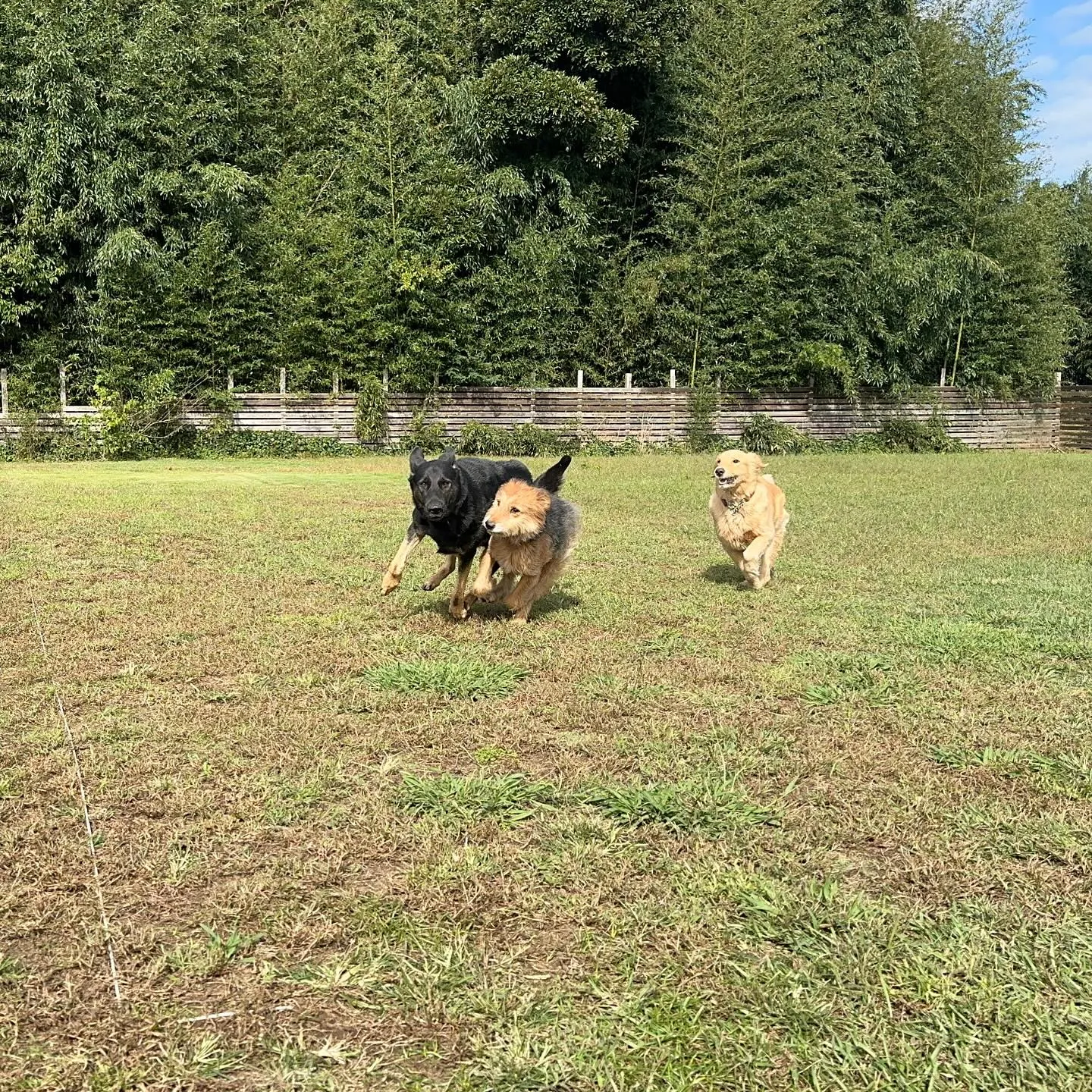 みんなでわちゃわちゃ🐕🐕🐕〜続き〜