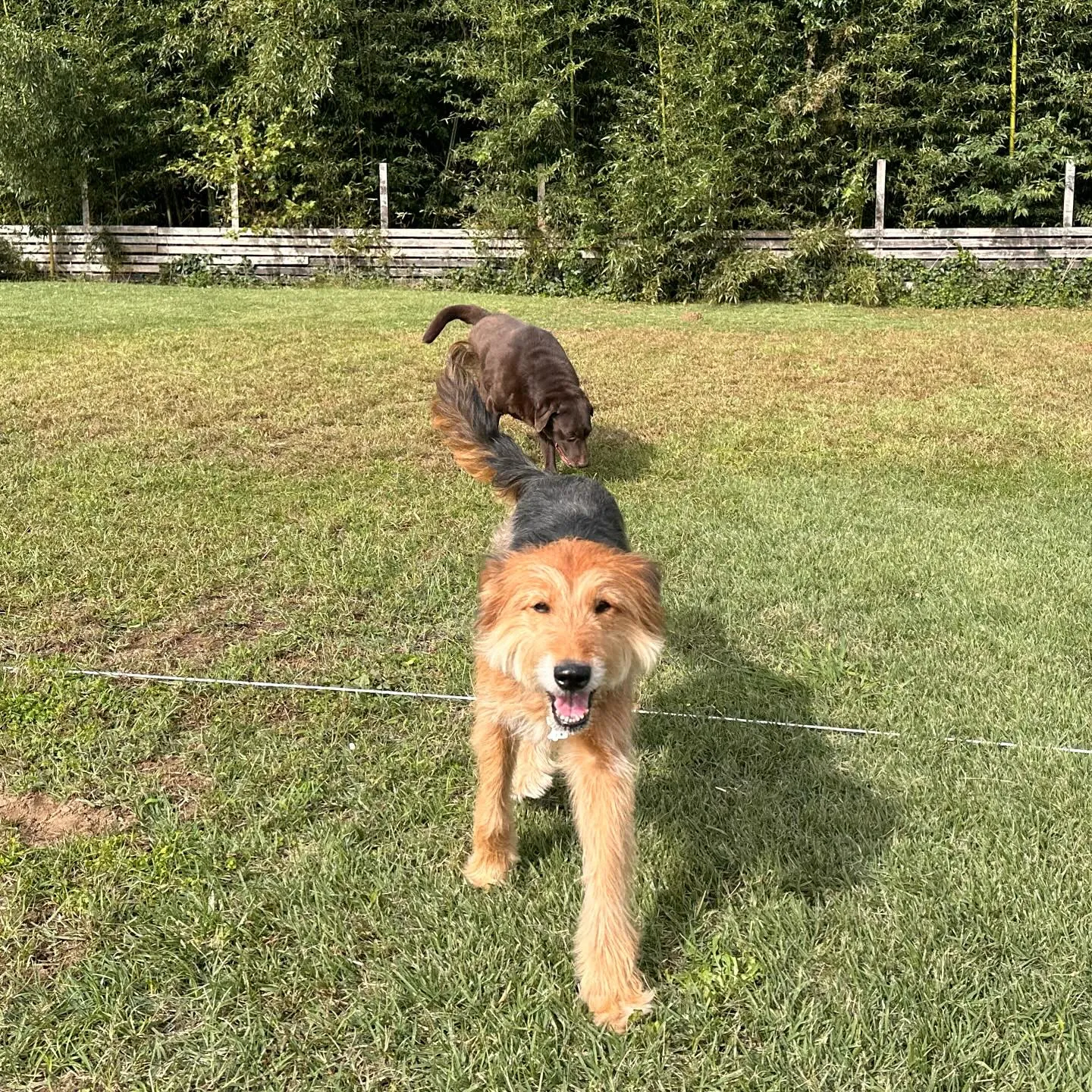 みんなでわちゃわちゃ🐕🐕🐕〜続き〜