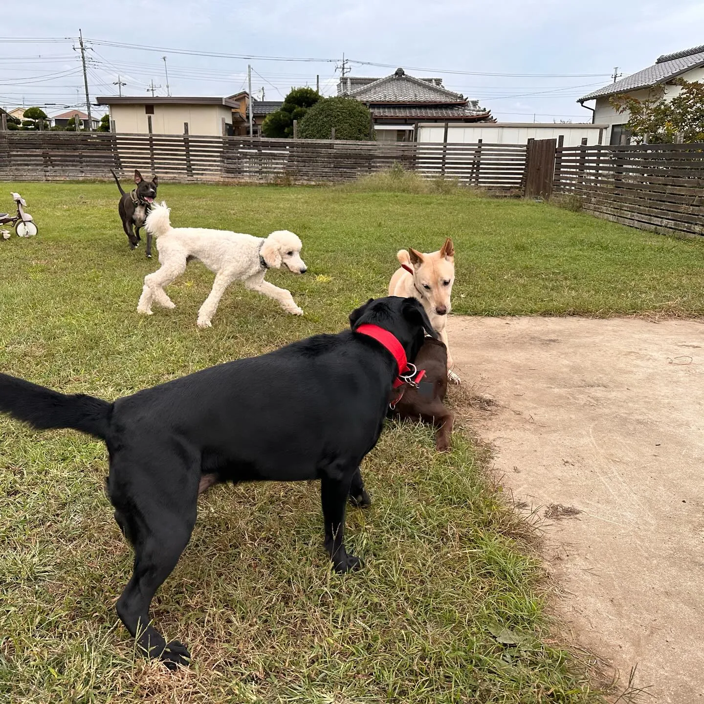 遊びに来てくれた子達🐕♬