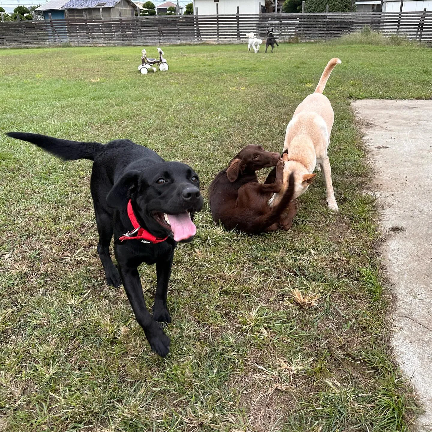 遊びに来てくれた子達🐕♬