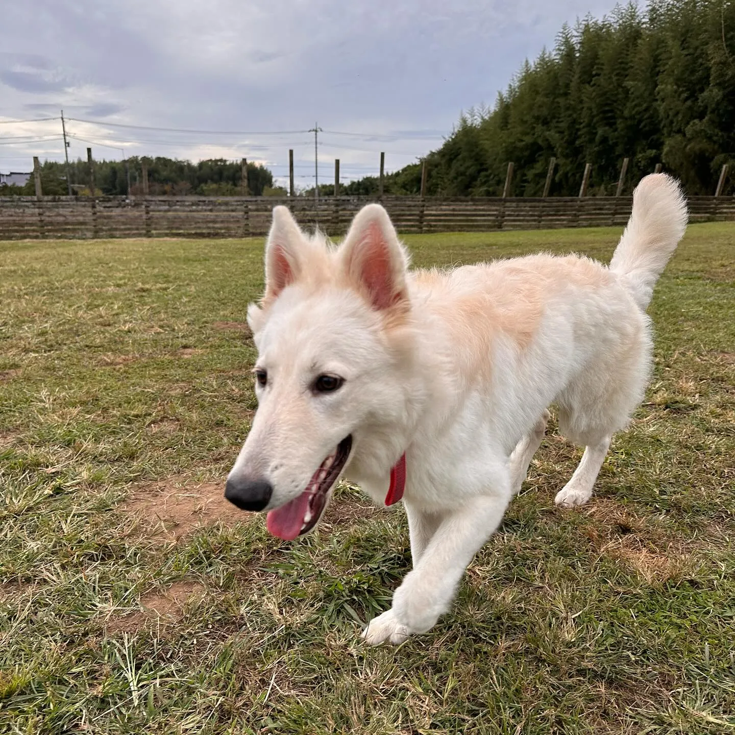 遊びに来てくれた子達🐕♬