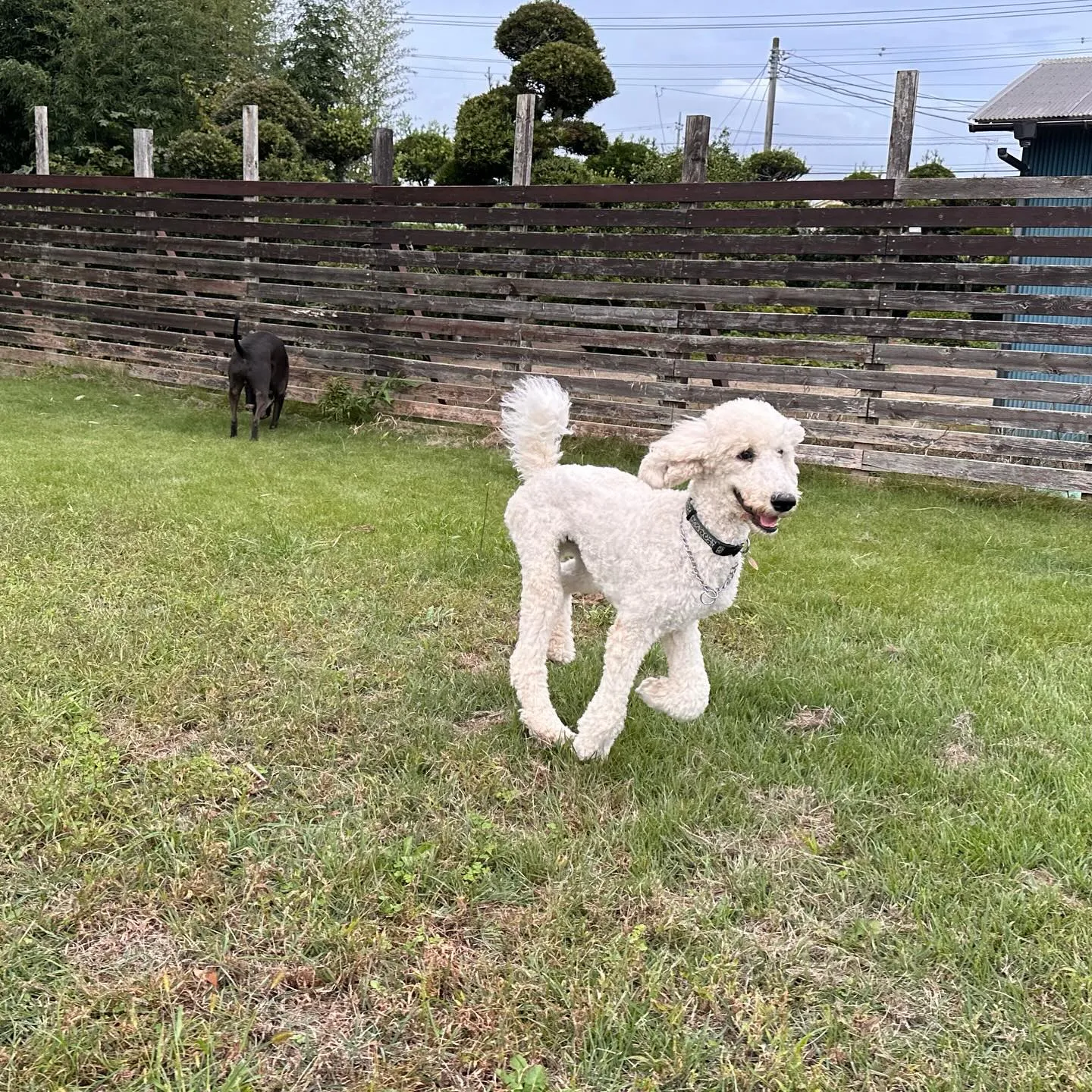 遊びに来てくれた子達🐕♬