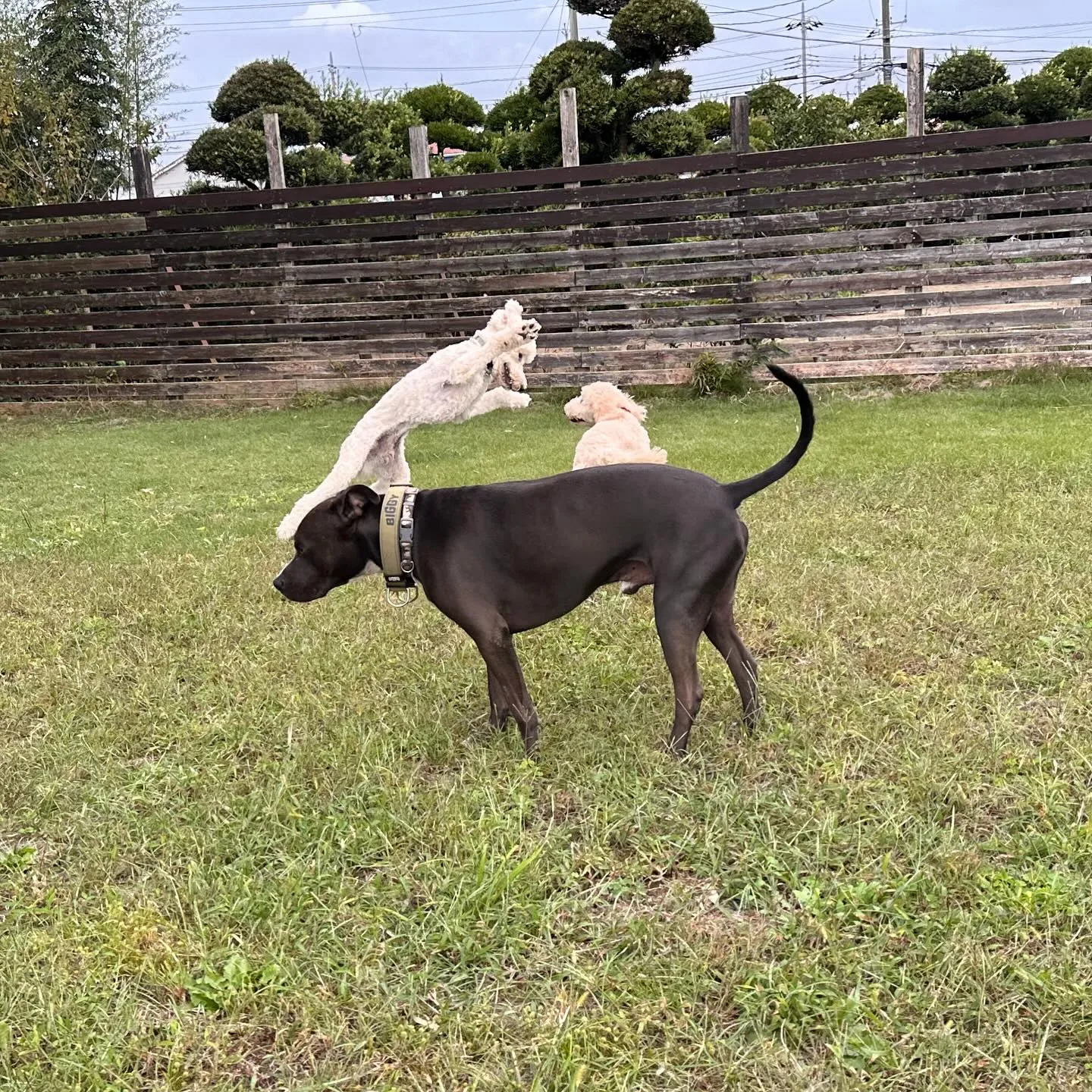 遊びに来てくれた子達🐕♬