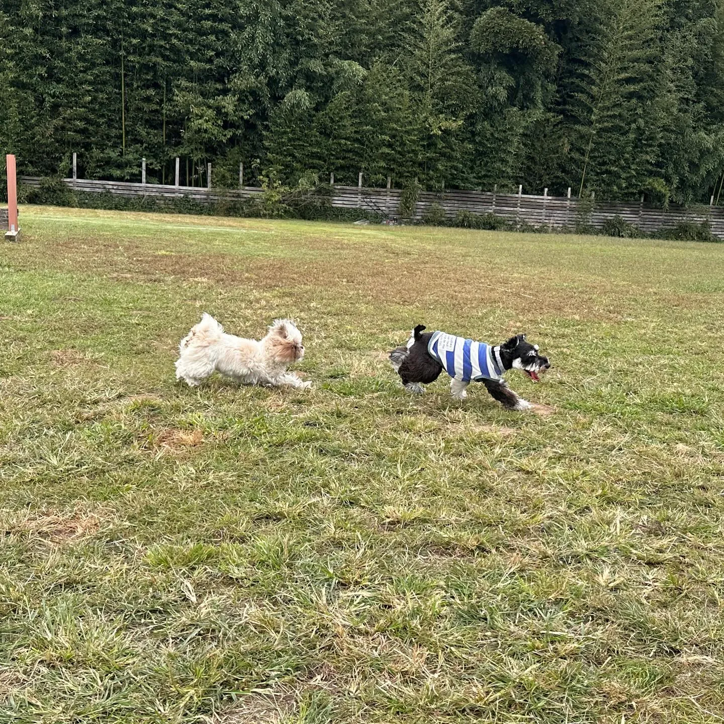 楽しそうなちびーず🐕♬