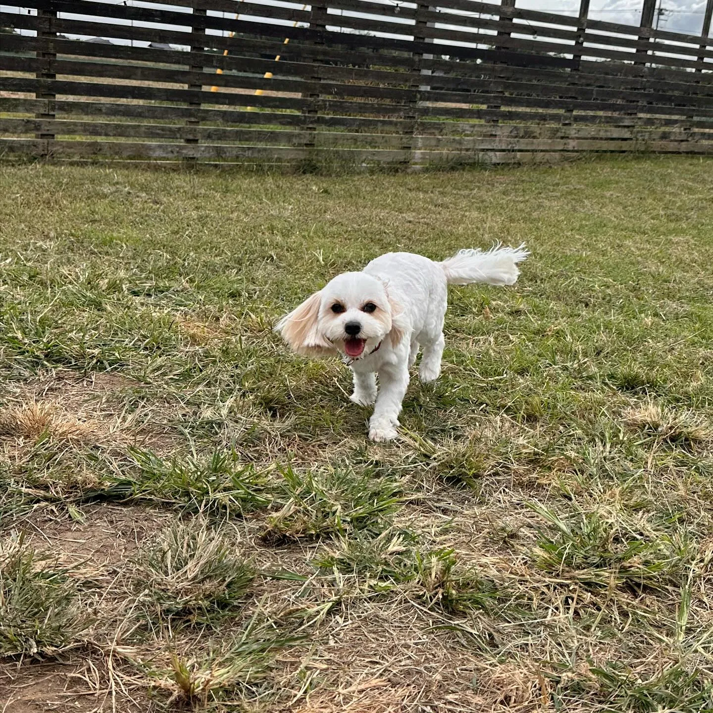 楽しそうなちびーず🐕♬