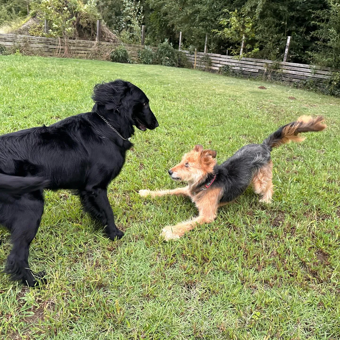 遊びに来てくれた子達🐕♬