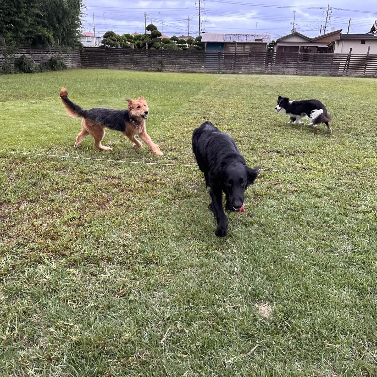 遊びに来てくれた子達🐕♬