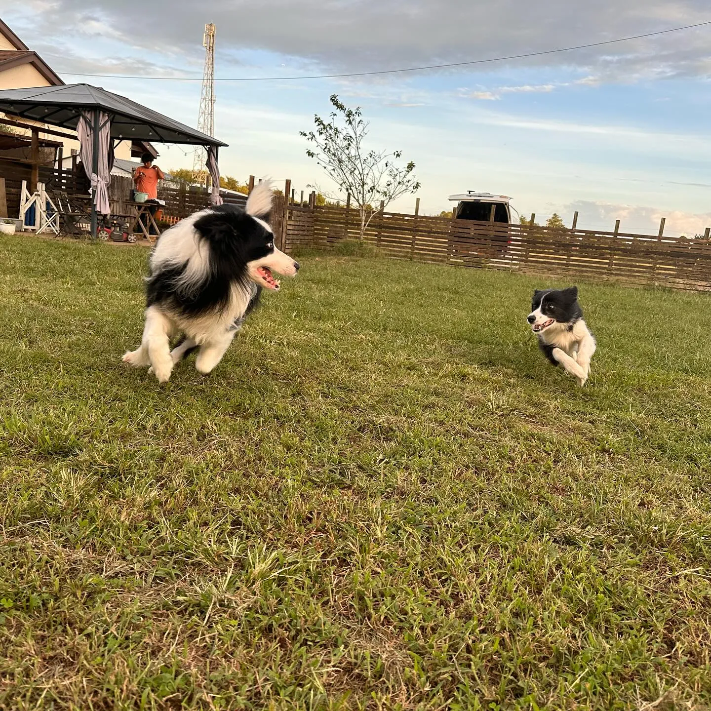 遊びに来てくれた子達🐕♬