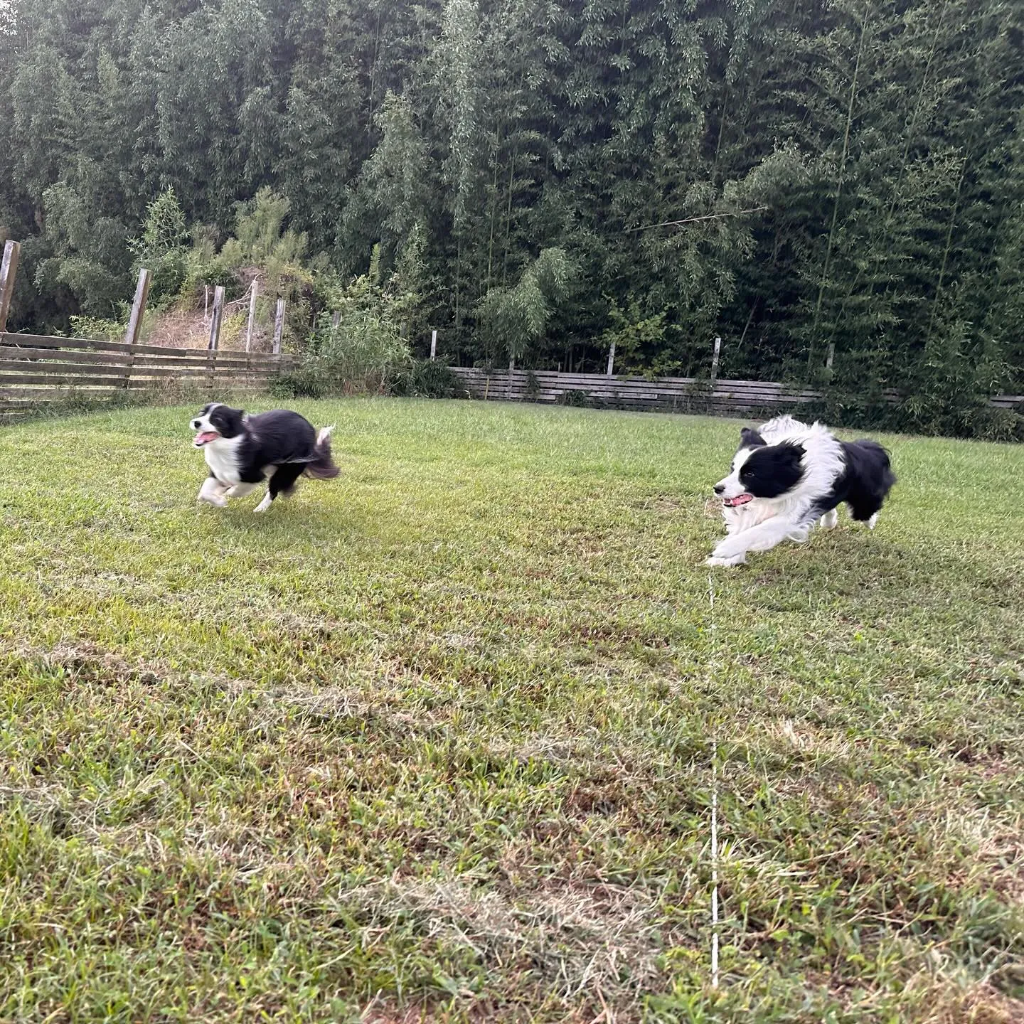 遊びに来てくれた子達🐕♬