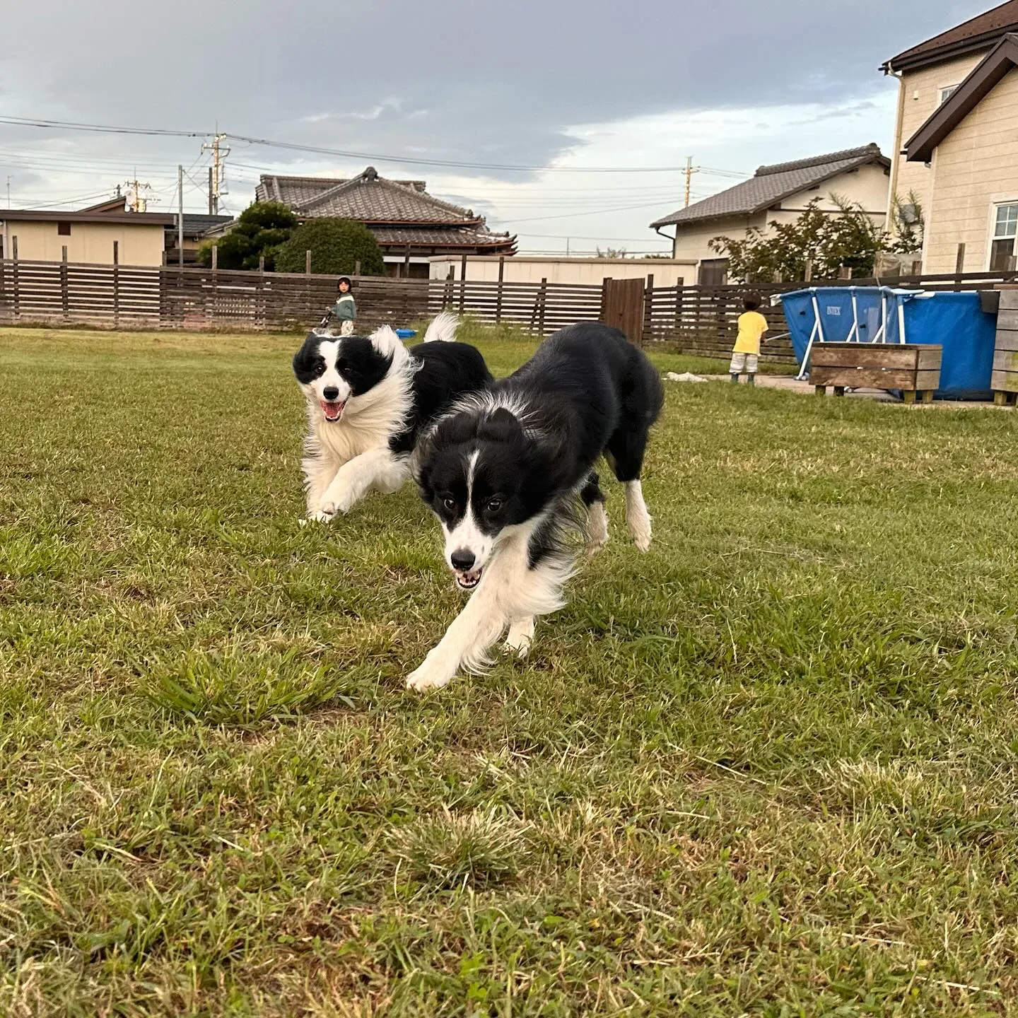 遊びに来てくれた子達🐕♬