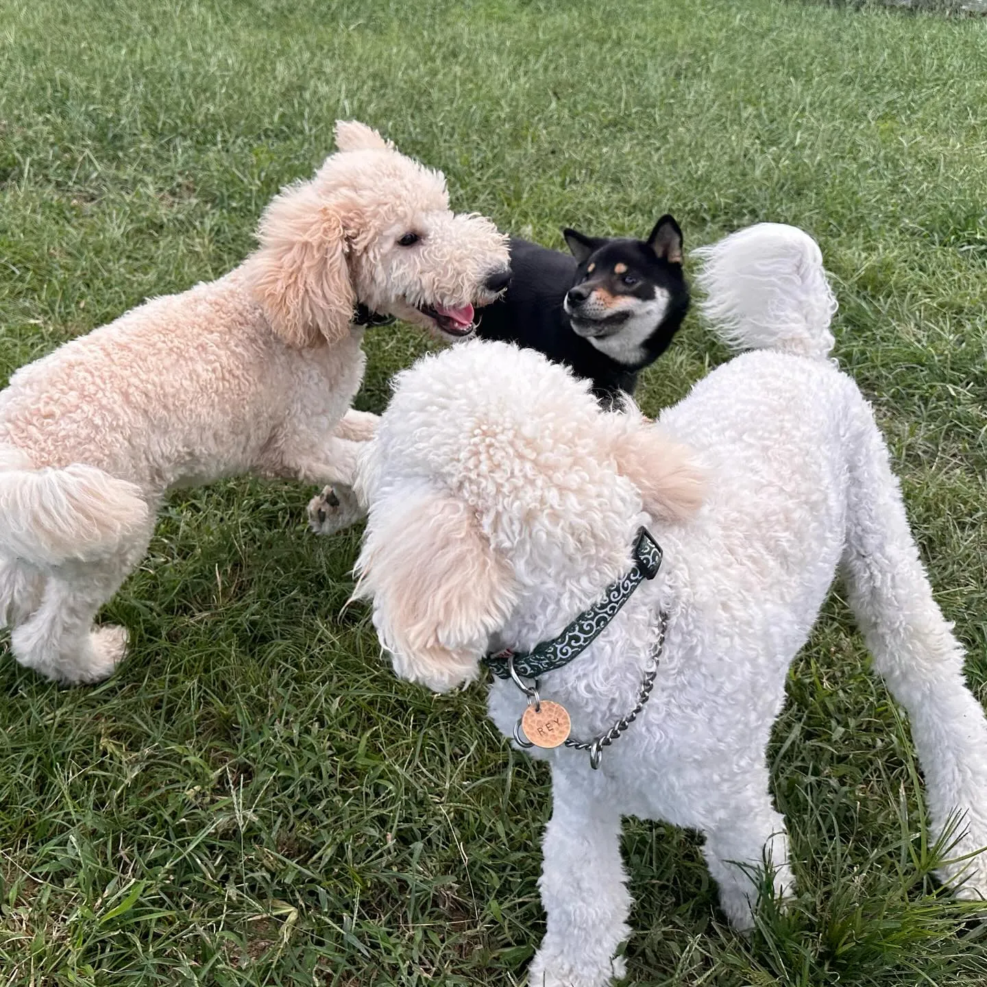 遊びに来てくれた子達🐕♬