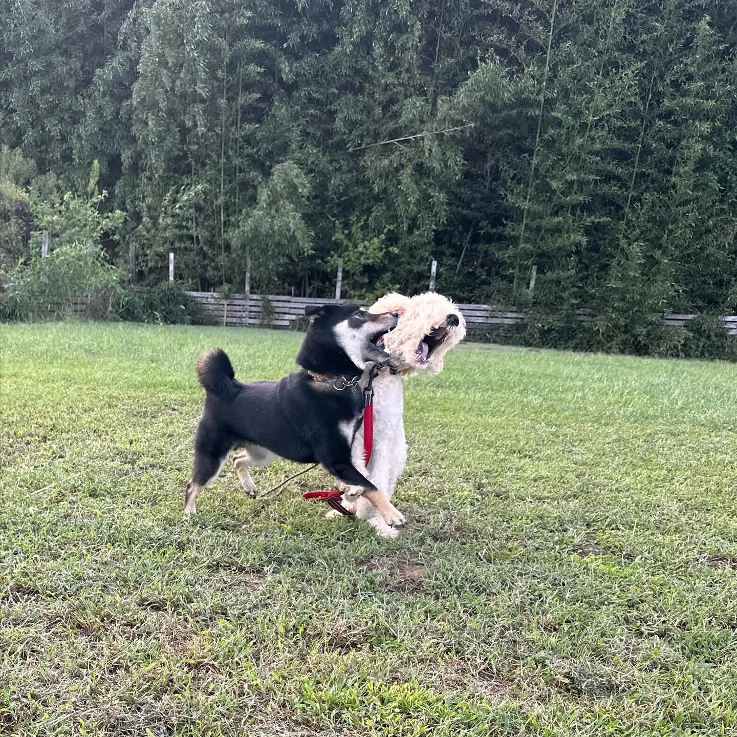 遊びに来てくれた子達🐕♬