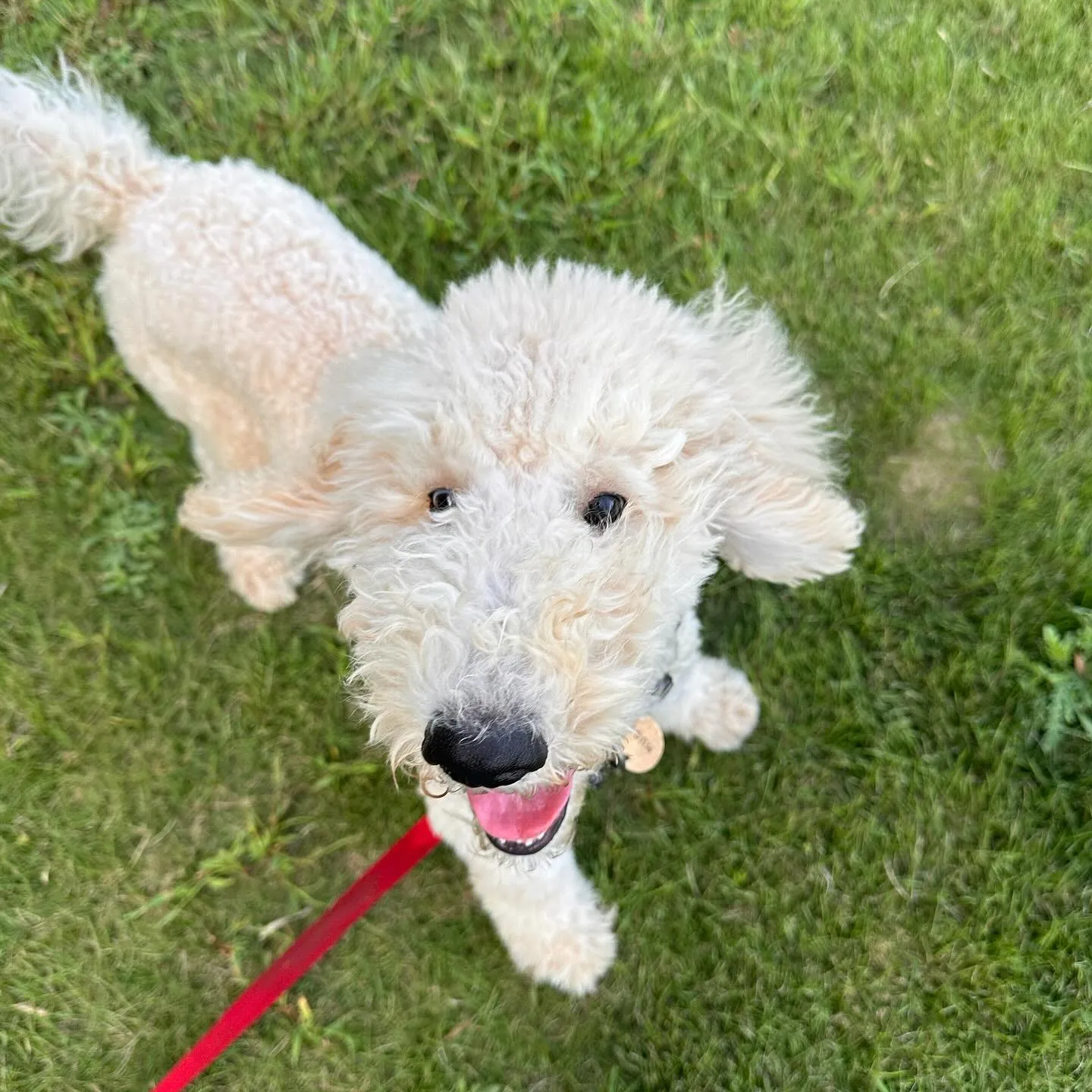 遊びに来てくれた子達🐕♬