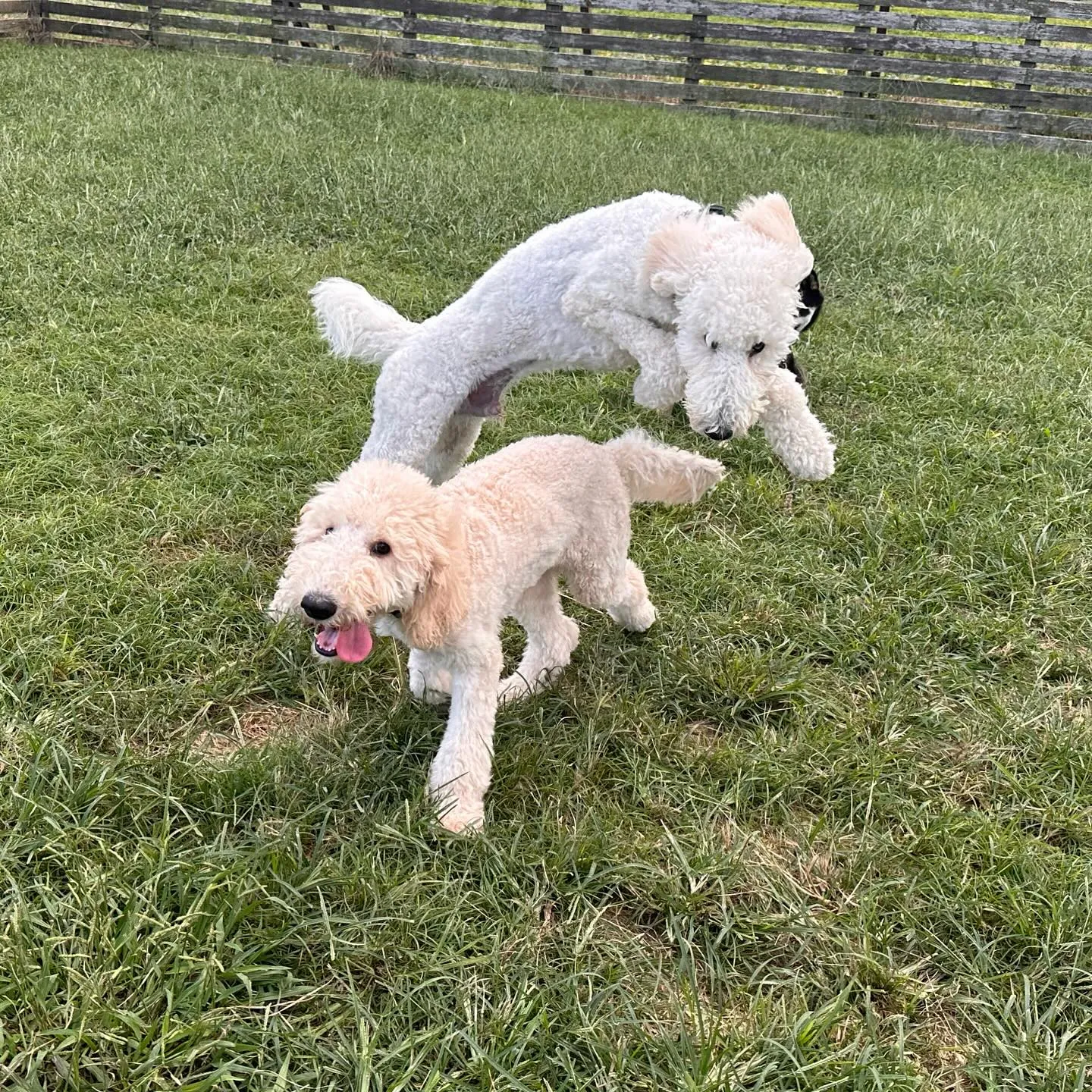 遊びに来てくれた子達🐕♬